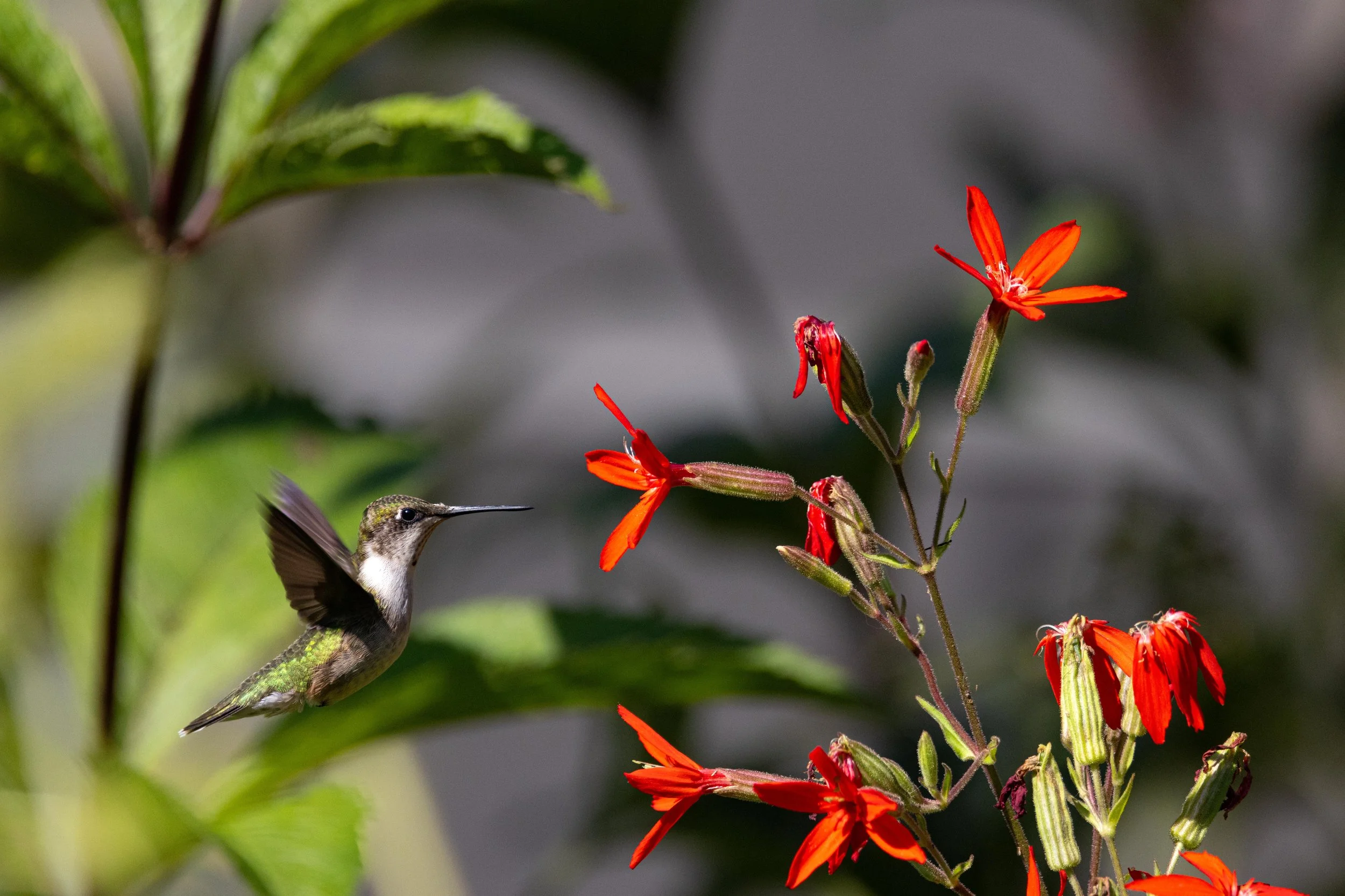 Ruby Throated Hummingbird in Flight Wings Up-1.jpg