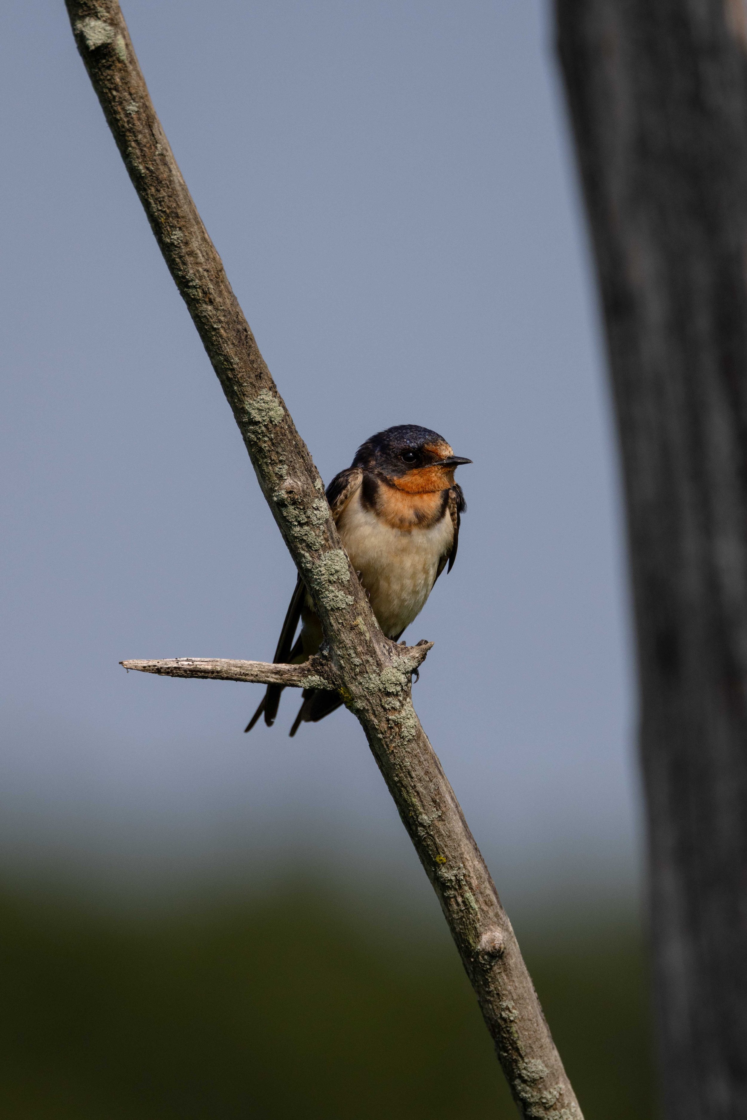 Barn Swallow on Branch - Vertical