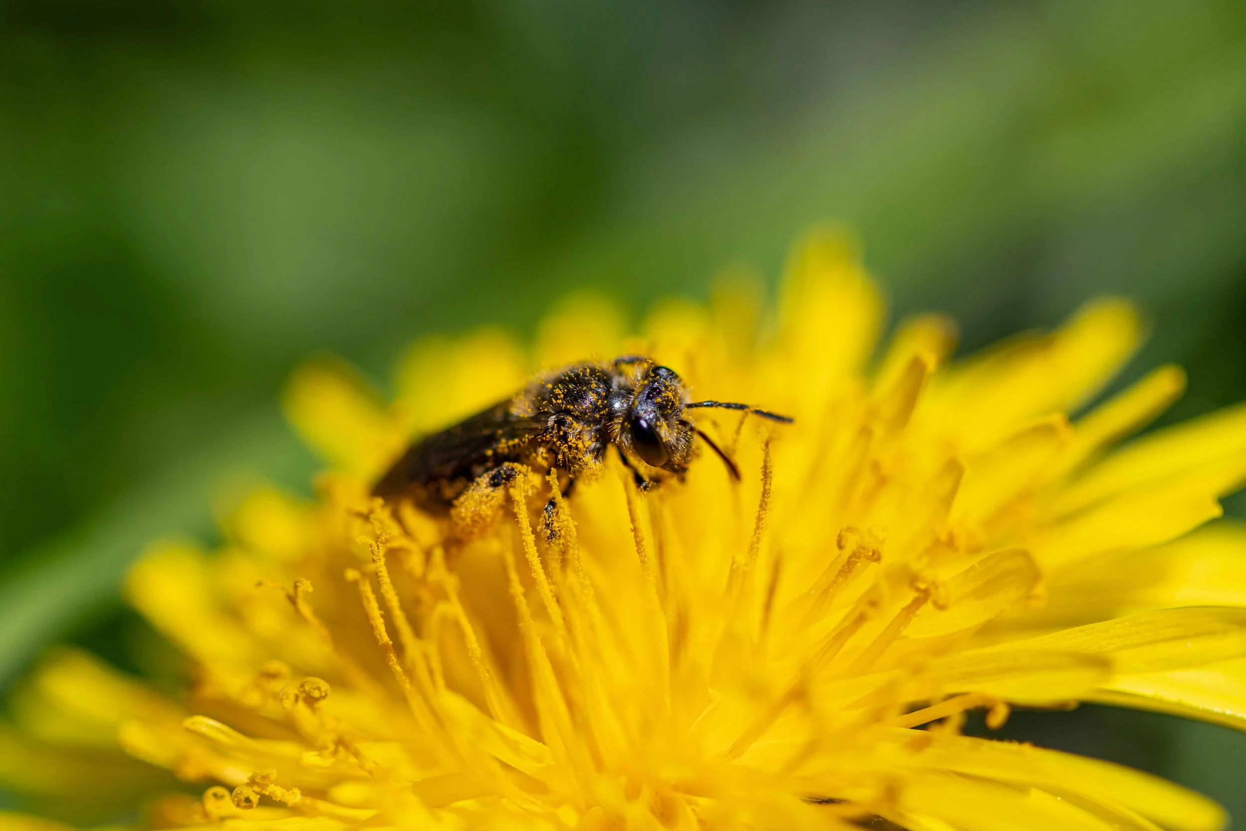 Macro - Bee Closeup on Flower with Pollen 2.jpg