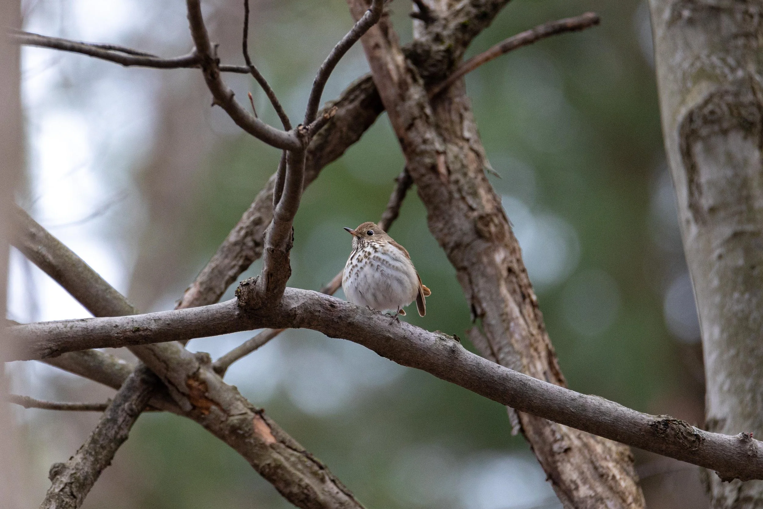 Hermit Thrush-1.jpg