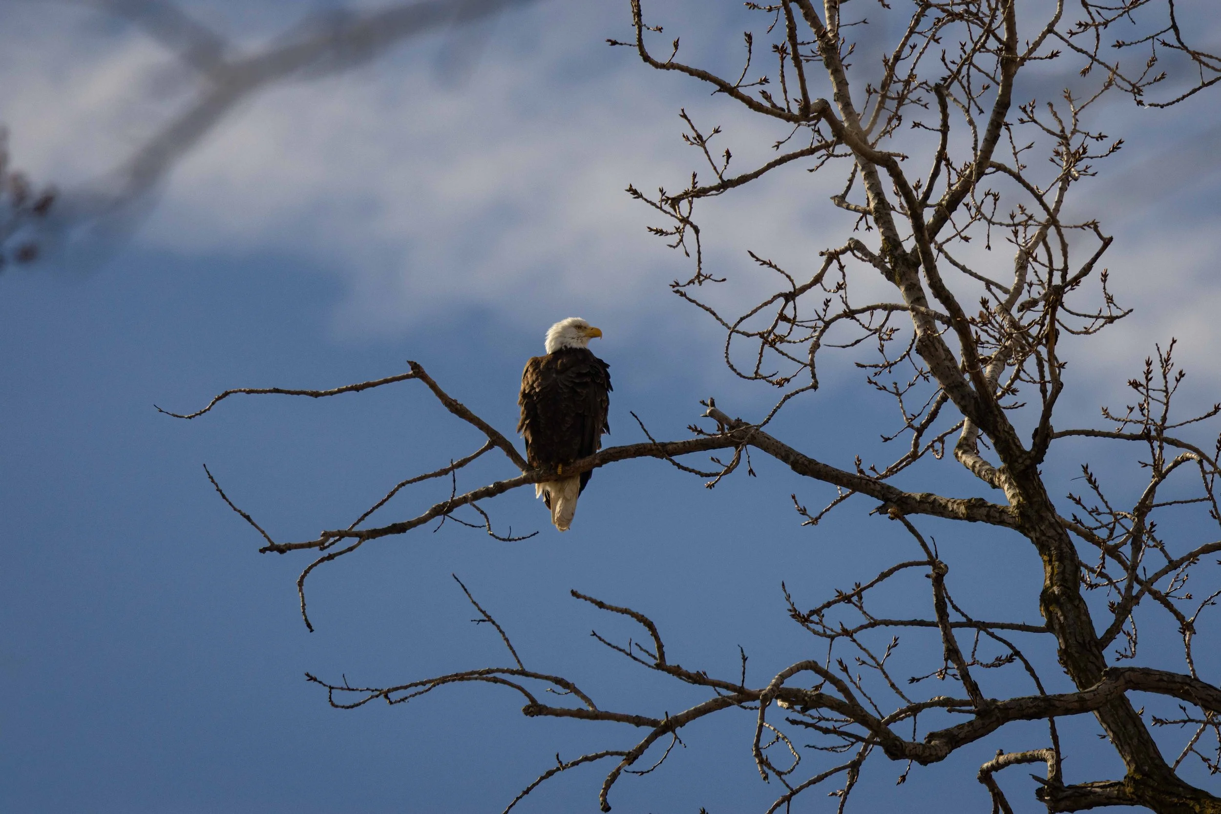 Eagle on Branch - Ohio and Erie Canal