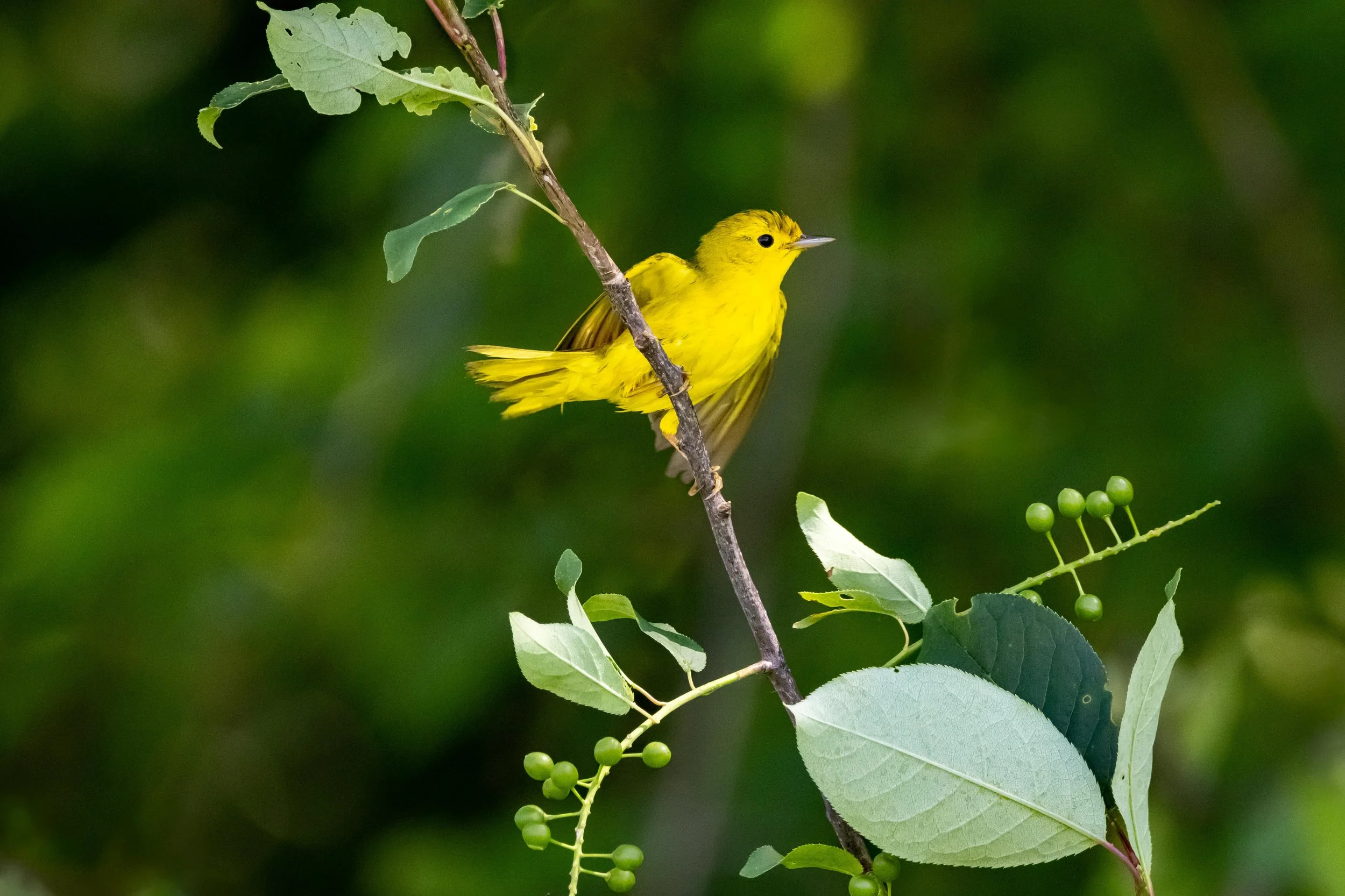 Yellow Warbler on Branch-1.jpg