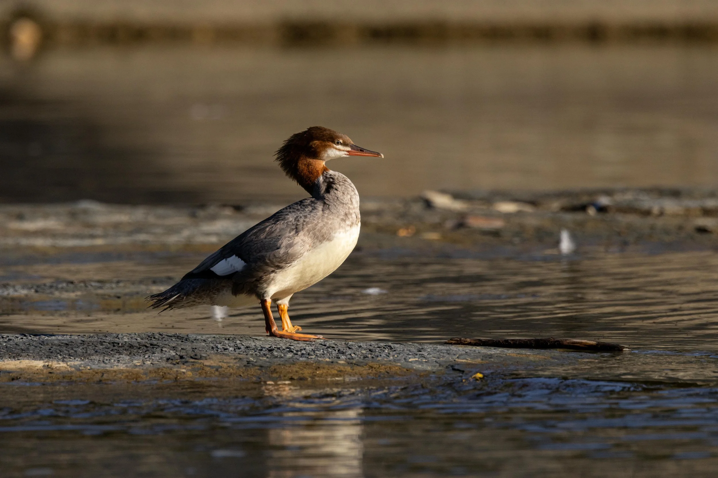 Common Merganser on Rocks by Water-1.jpg