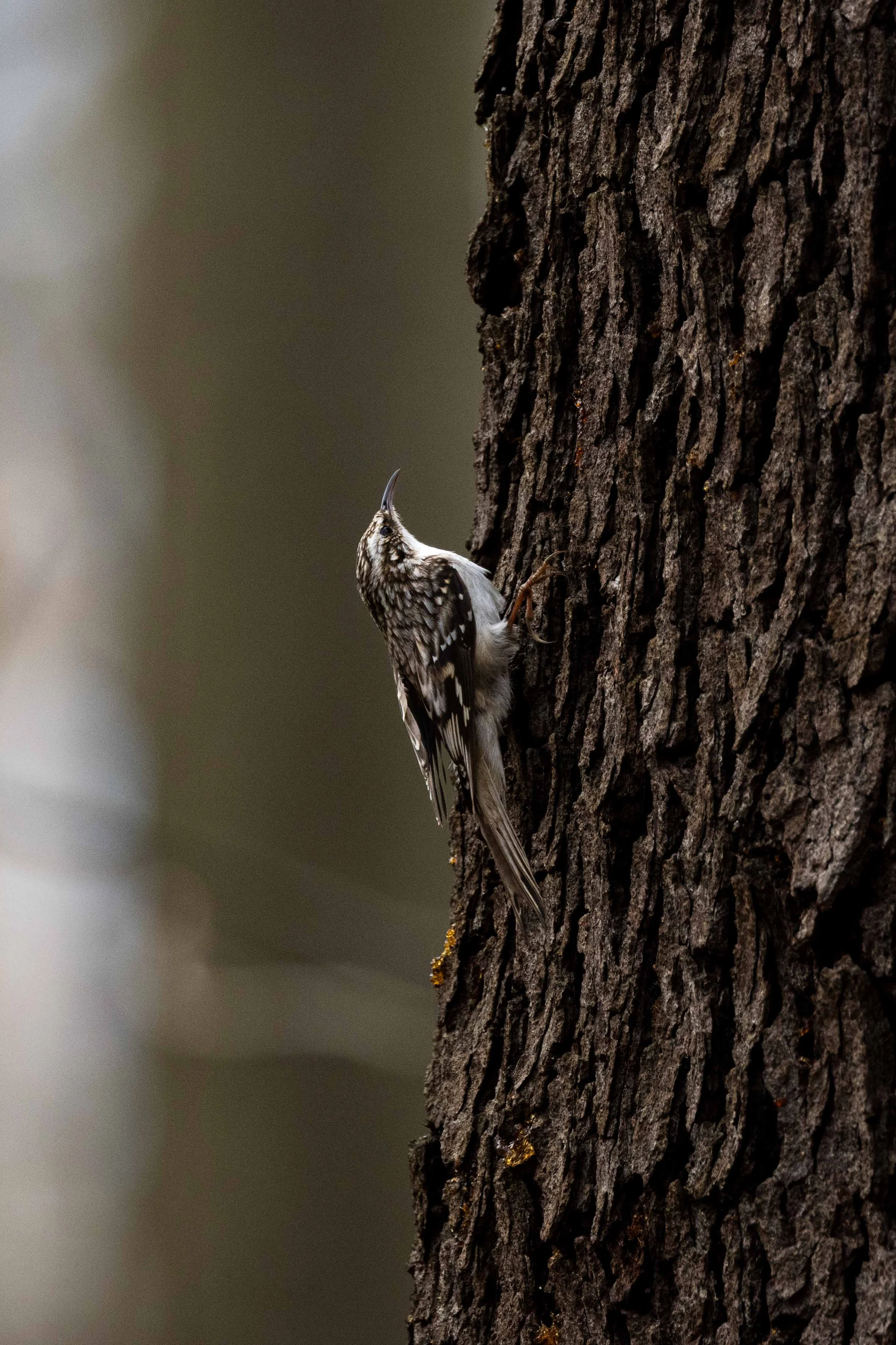 Brown Creeper on Tree Vertical