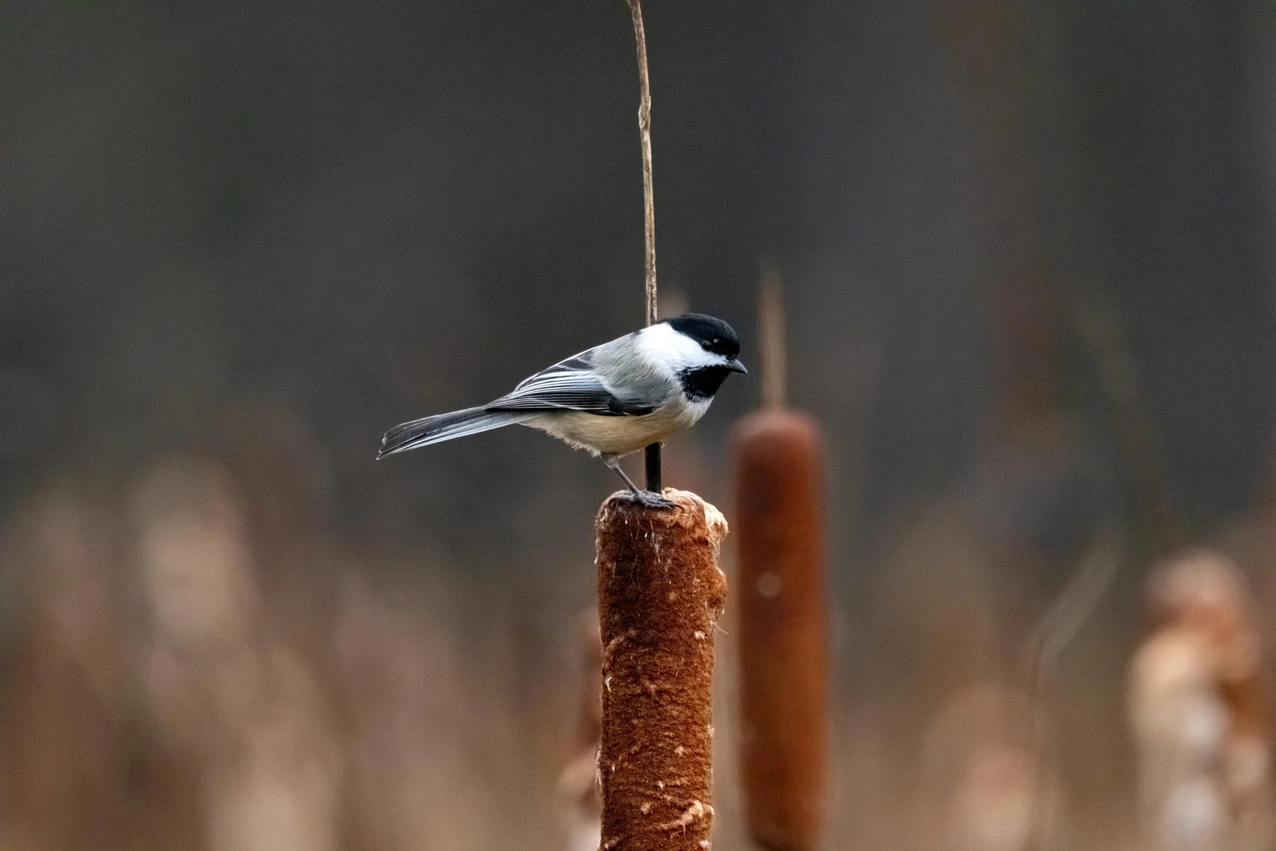 Chickadee on Cattail-1.jpg