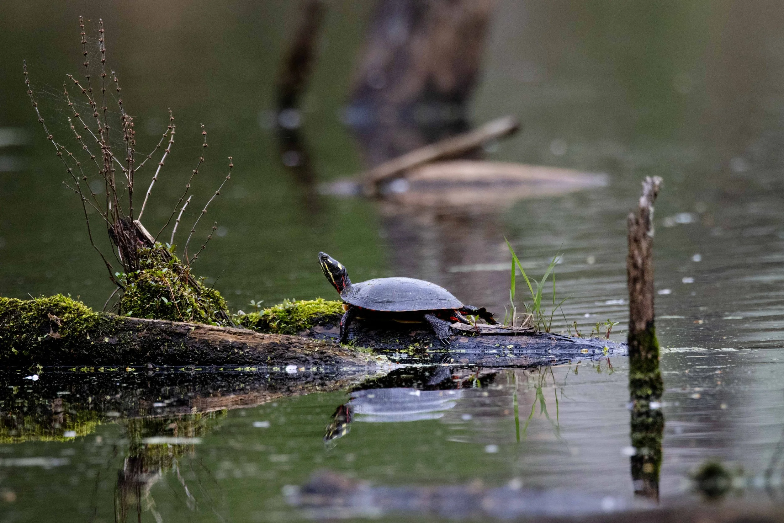 Lake Isaac - Turtle on Log-1.jpg