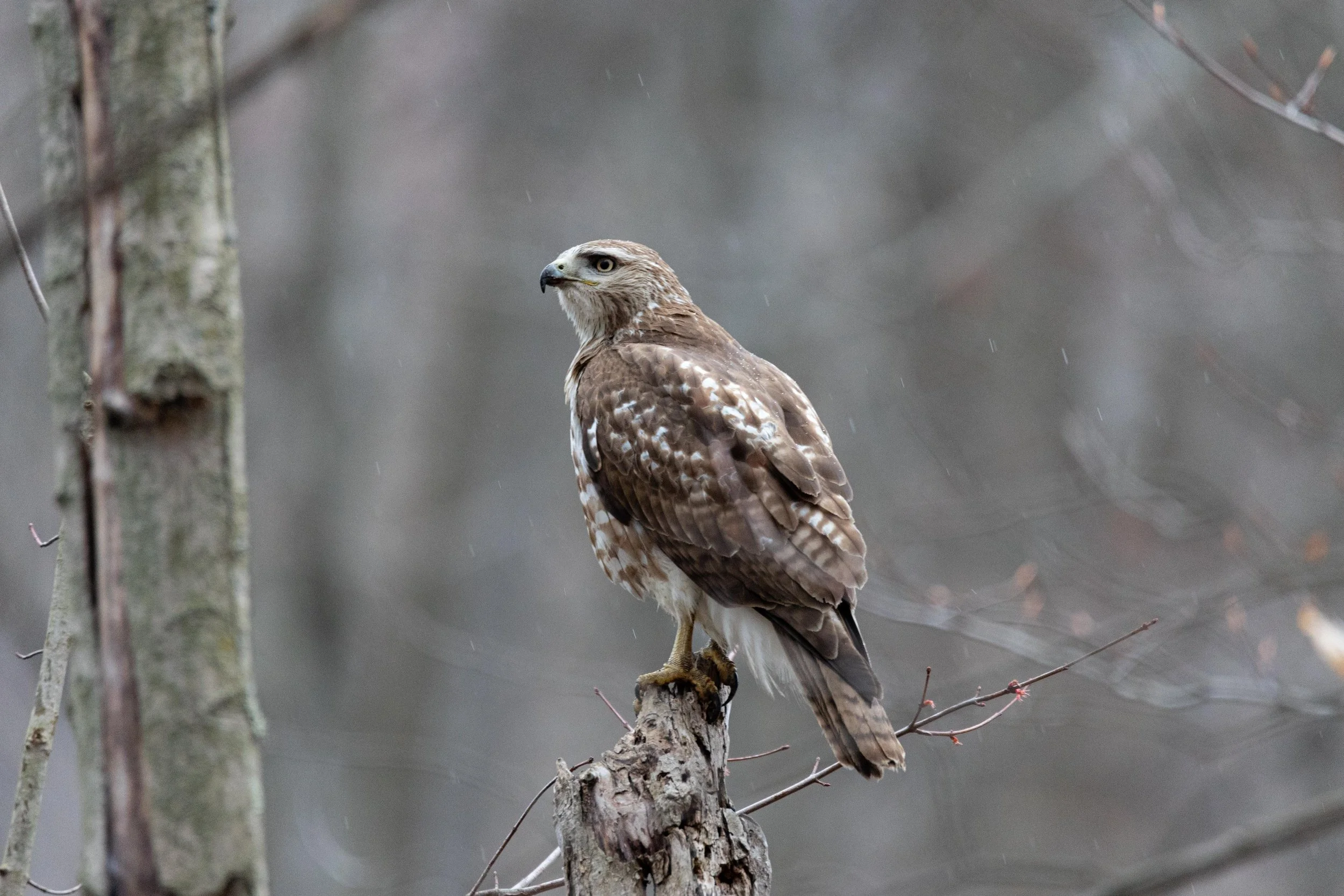 Red Tailed Hawk Closeup Light Snow-1.jpg