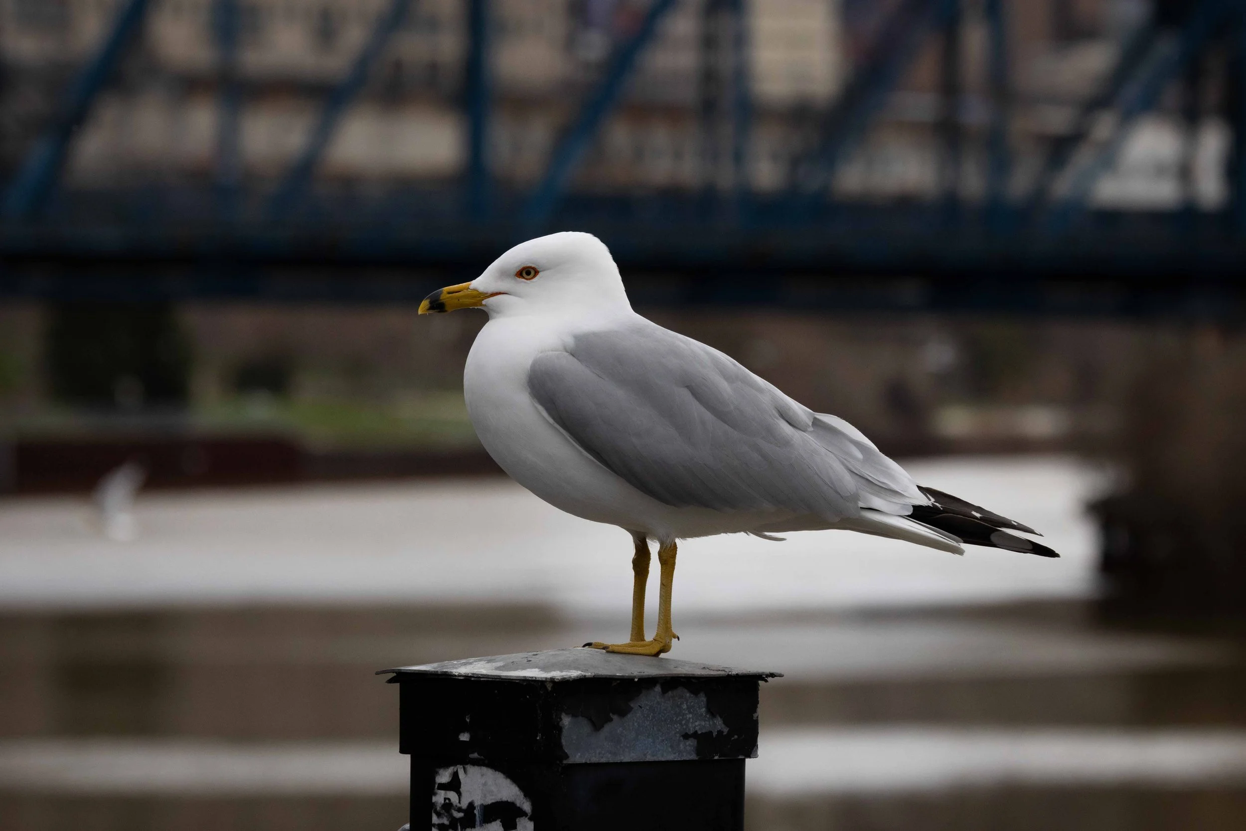 Ring Billed Gull Portrait