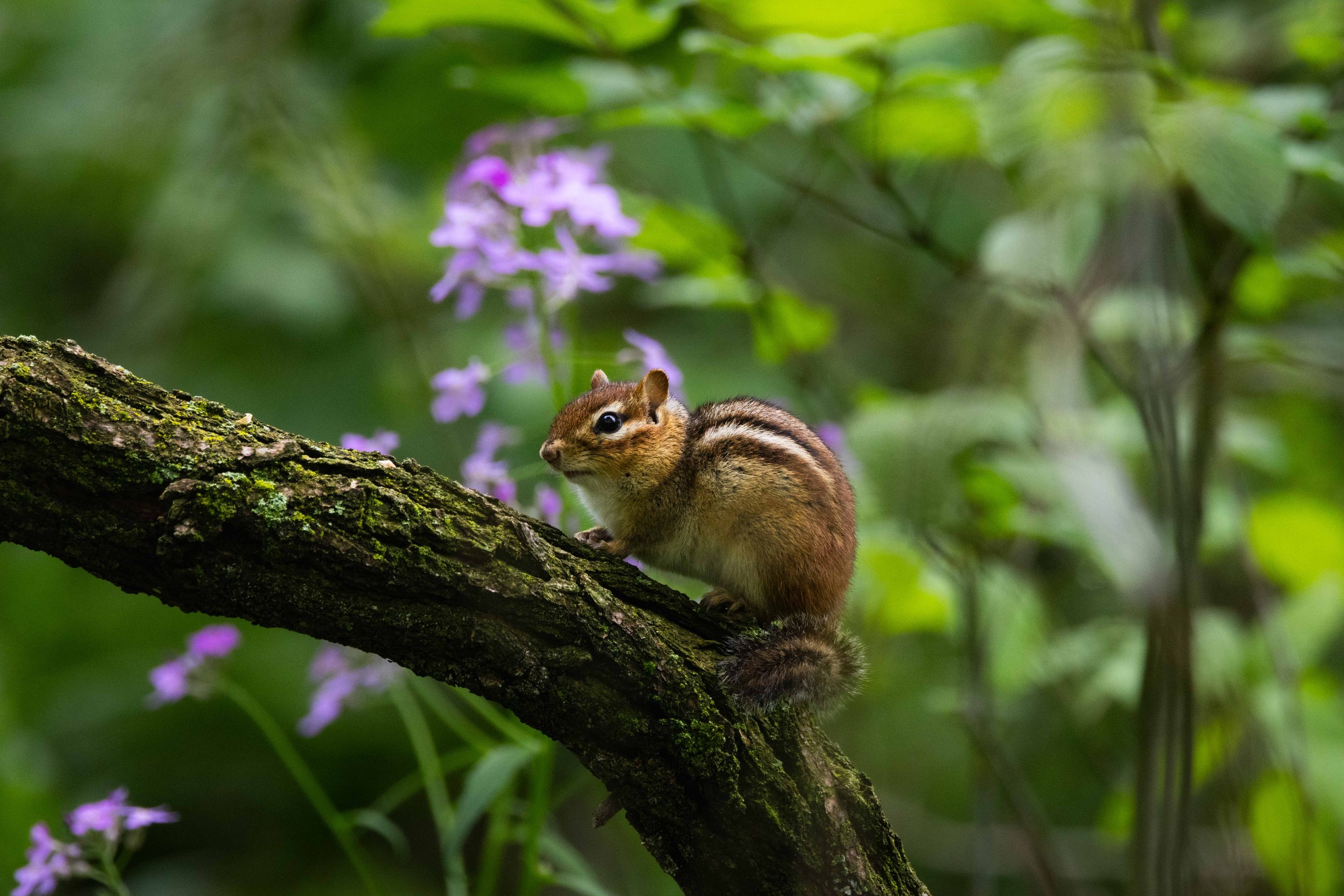 Rocky River Nature Center - Chipmunk on Branch with Flowers-1.jpg