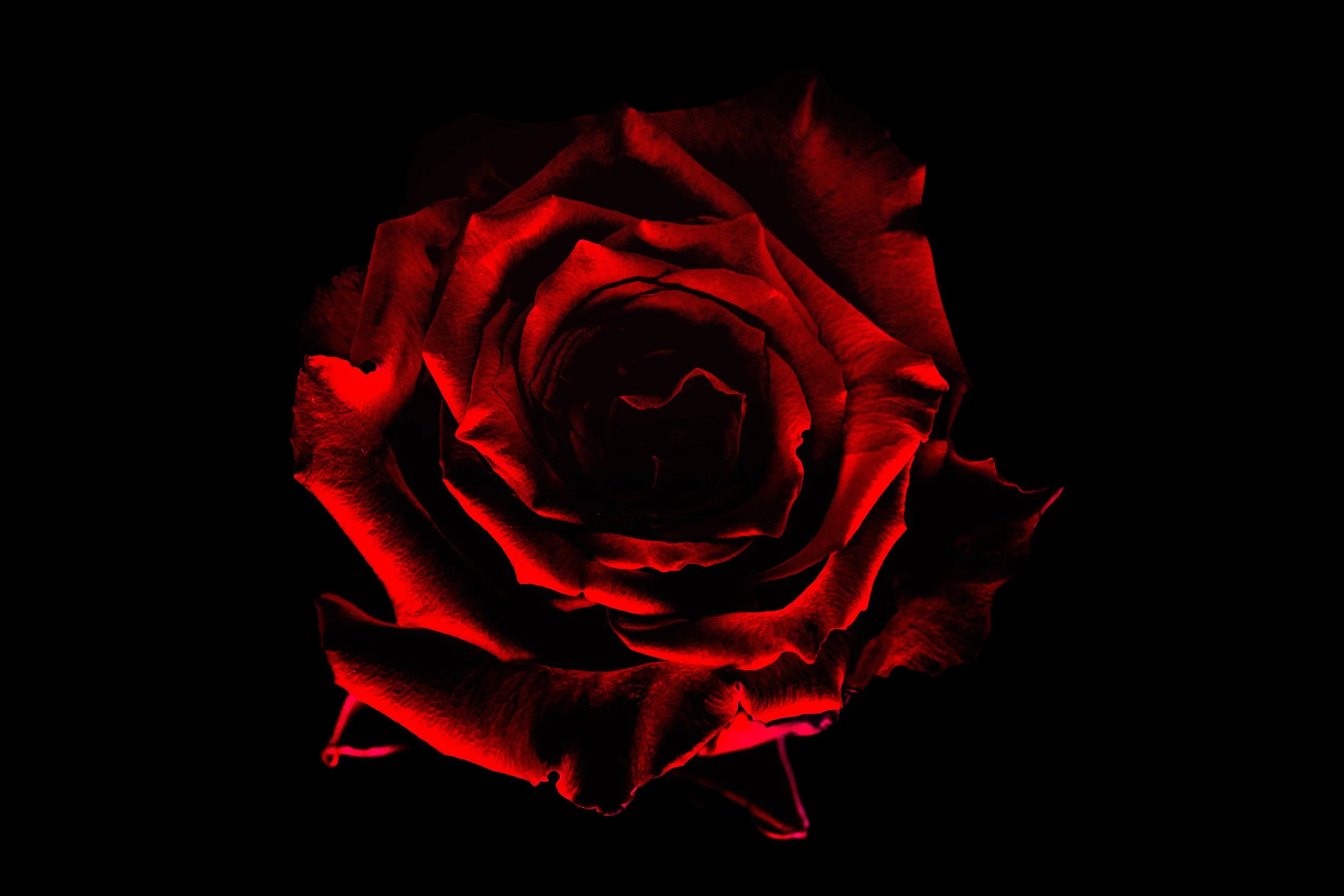 Rose - Burning Red