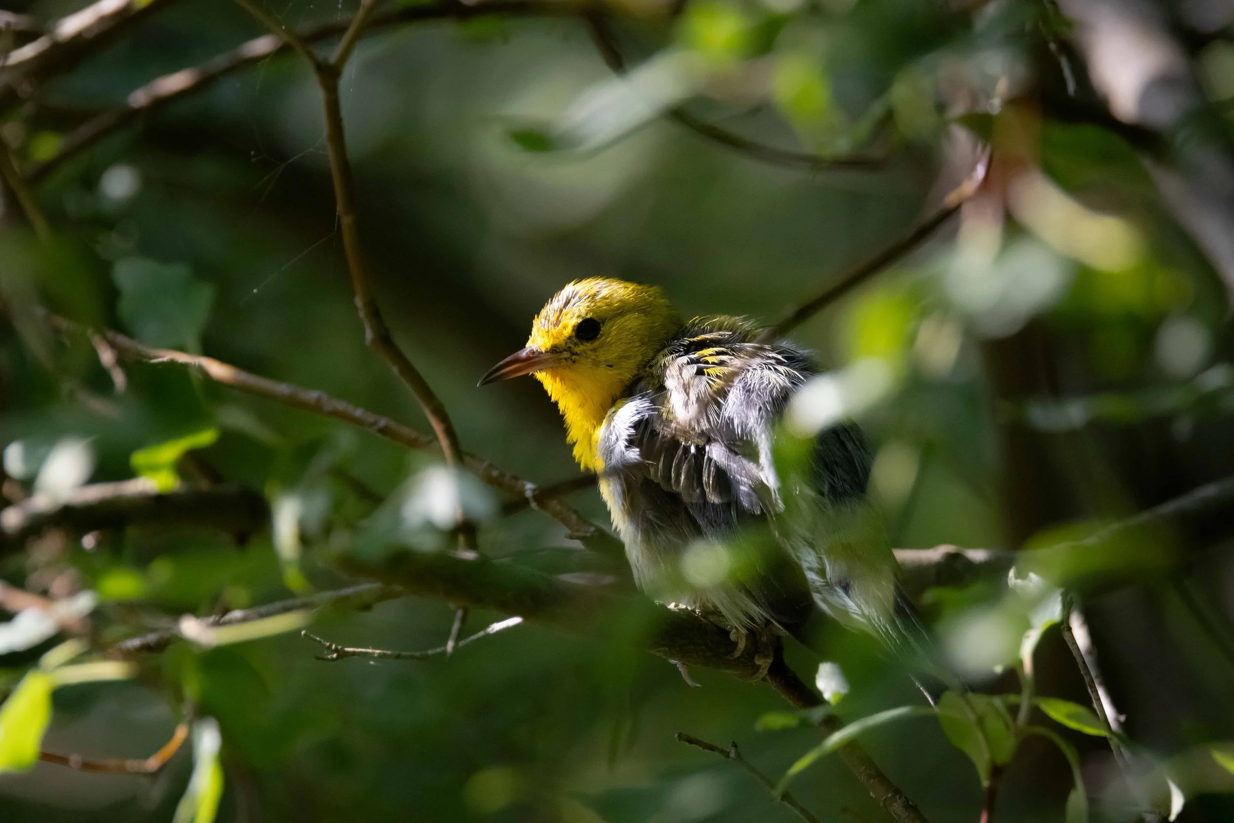 Prothonotary Warbler in Branches