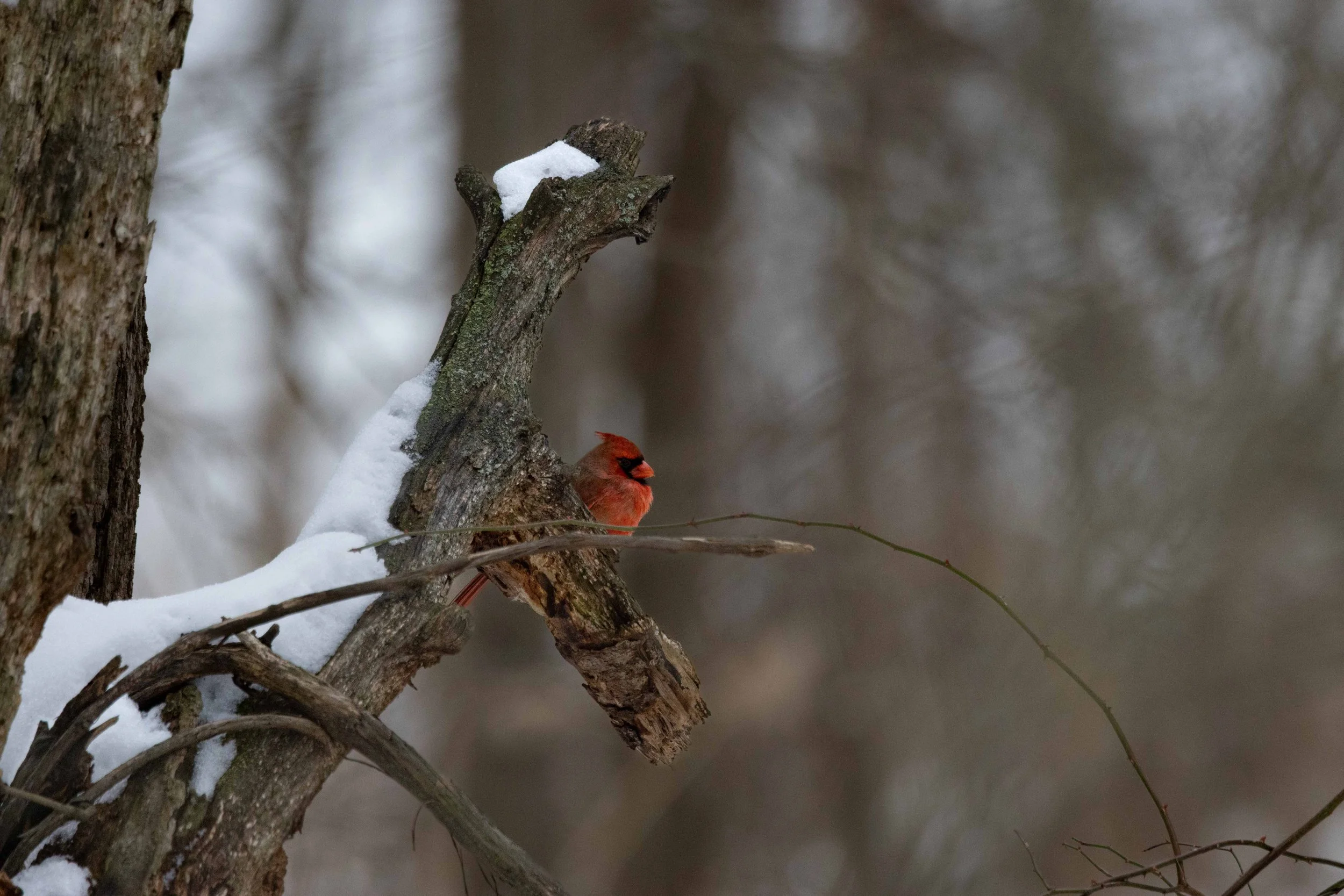 Chagrin River Park - Cardinal in Broken Branch-1.jpg