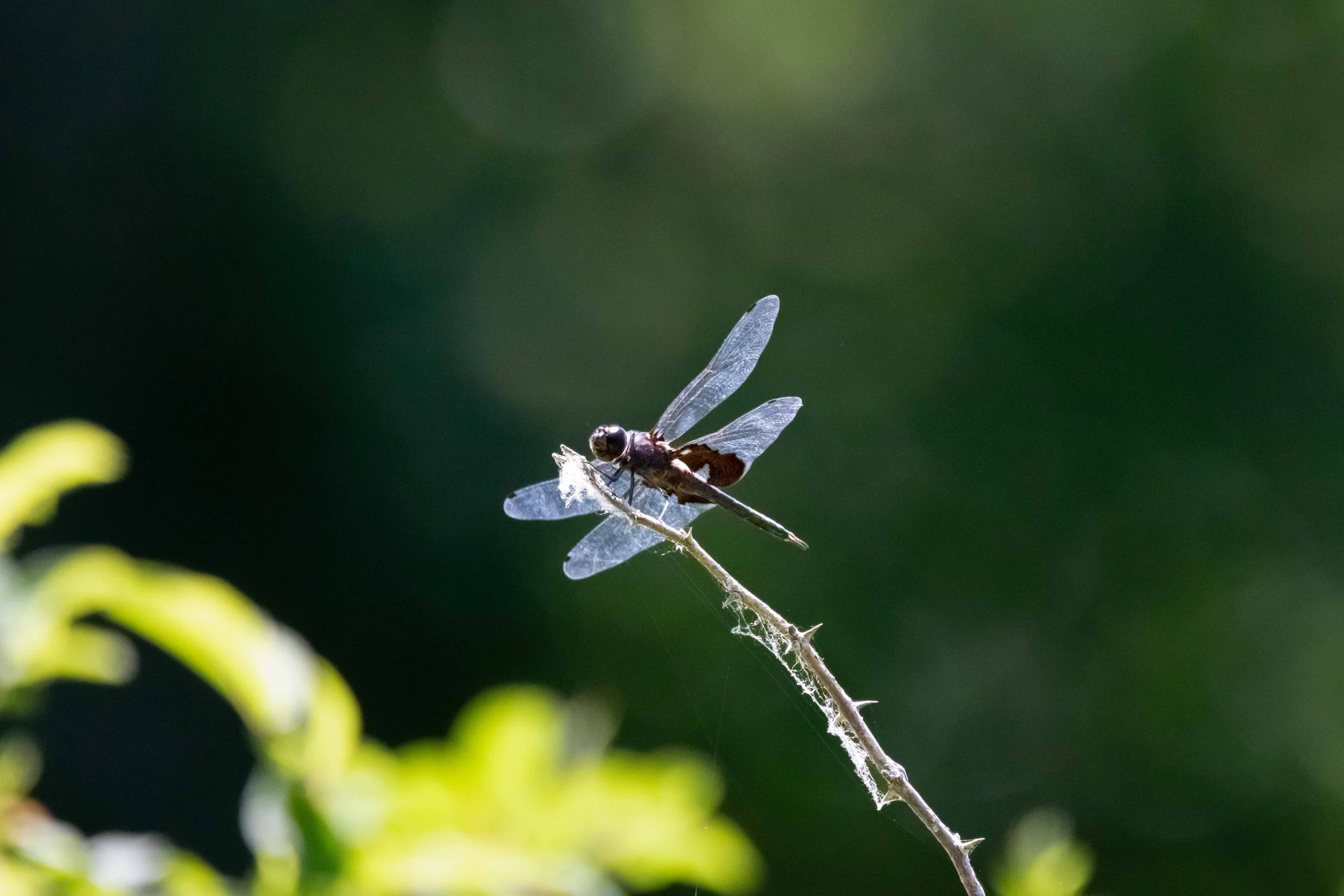 Dragonfly on Twig