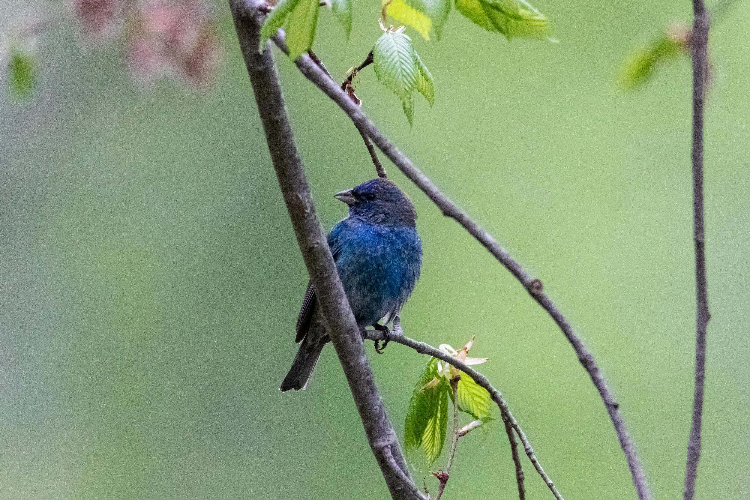 Indigo Bunting-1.jpg