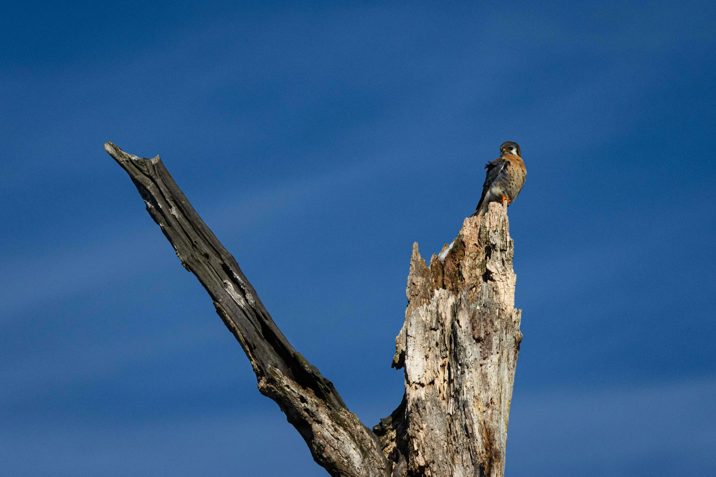 Rocky River Nature Center - Kestrel on Tree.jpg