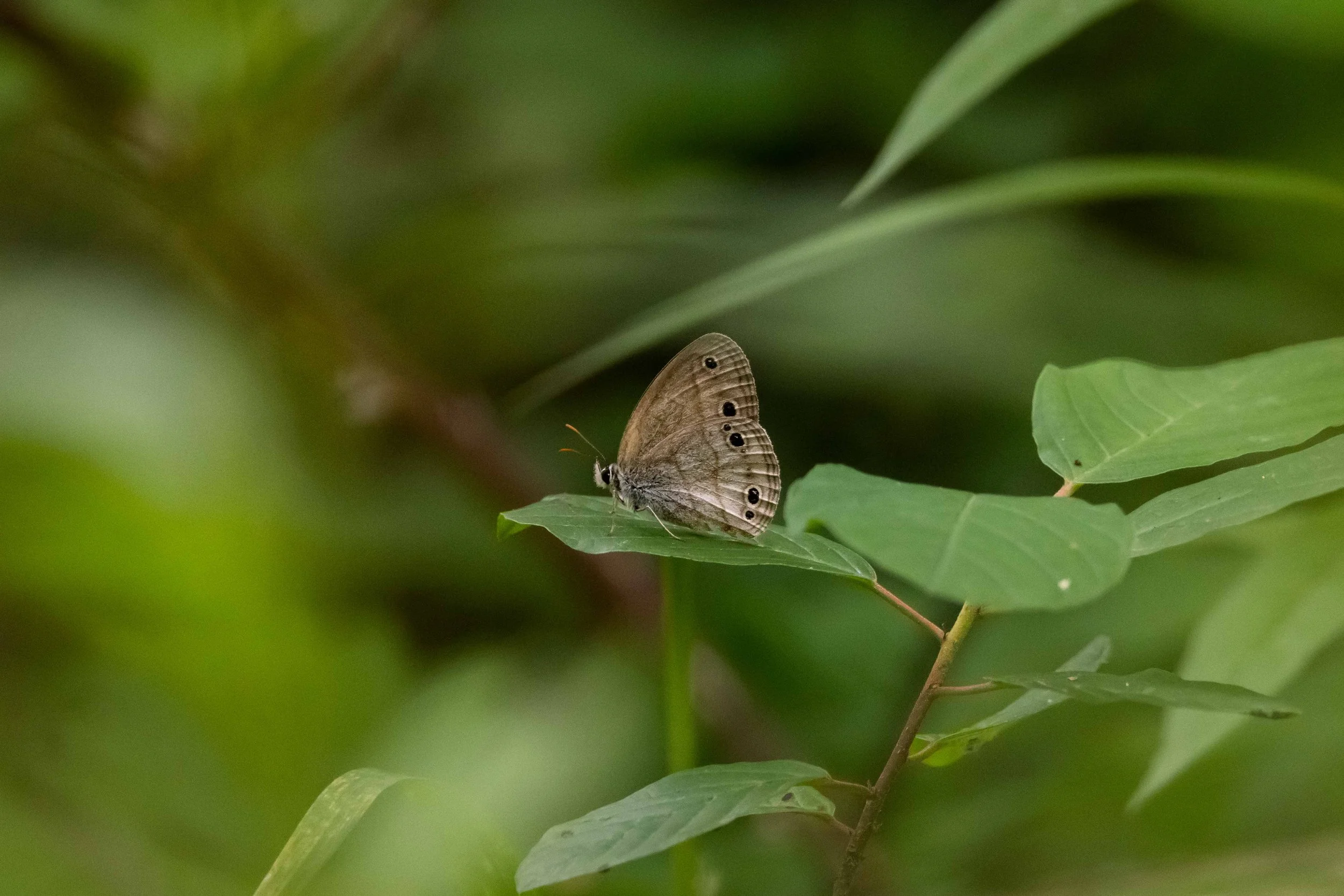 Little Wood Satyr on Leaf