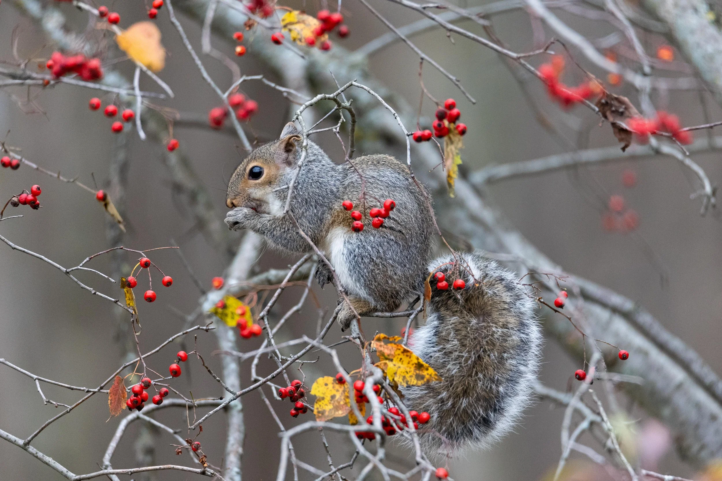 Grey Squirrel with Berries-1.jpg