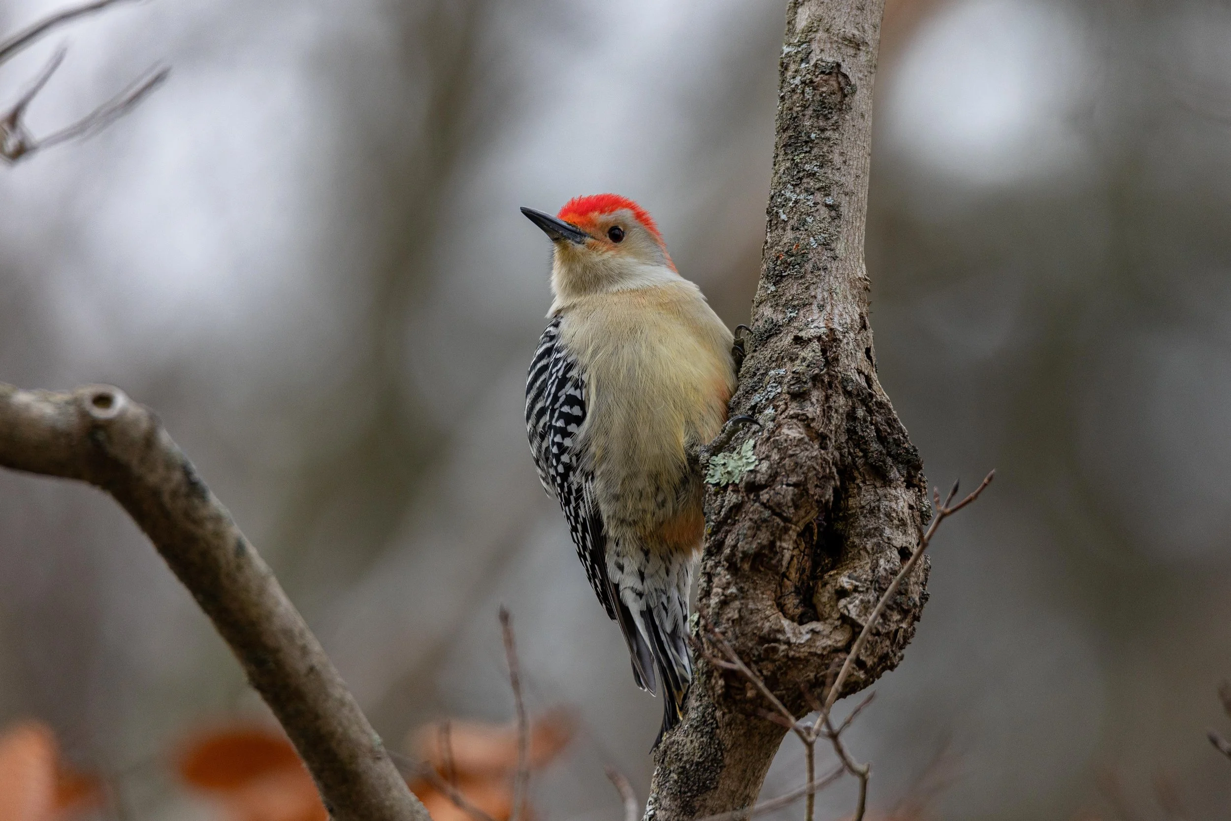Red Bellied Woodpecker on Tree-1.jpg