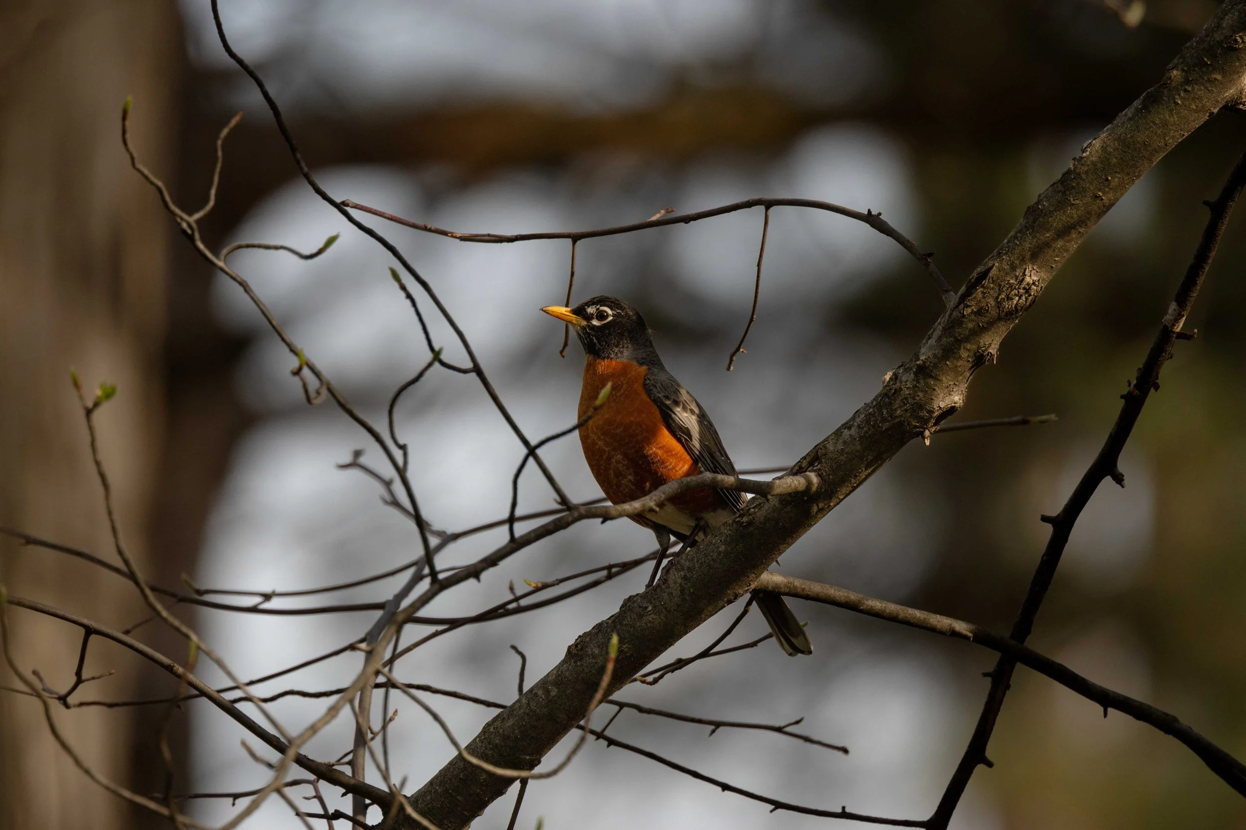 Coe Lake - Robin in Tree-1.jpg