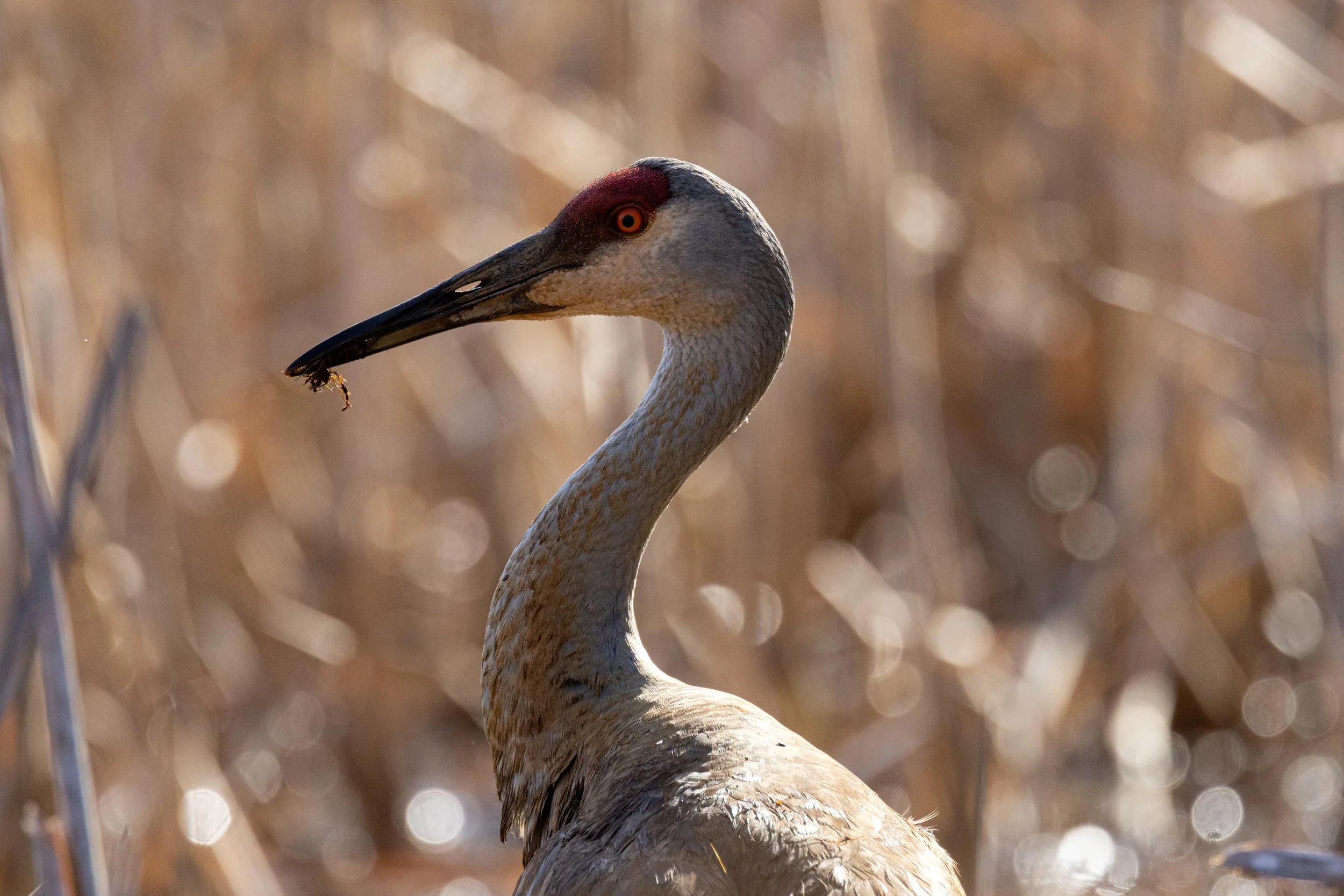 Sandhill Crane Side Profile-1.jpg