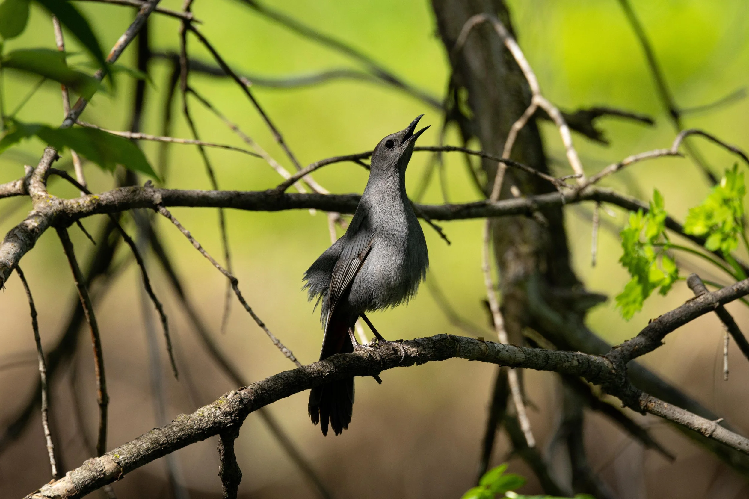 Catbird Singing-1.jpg