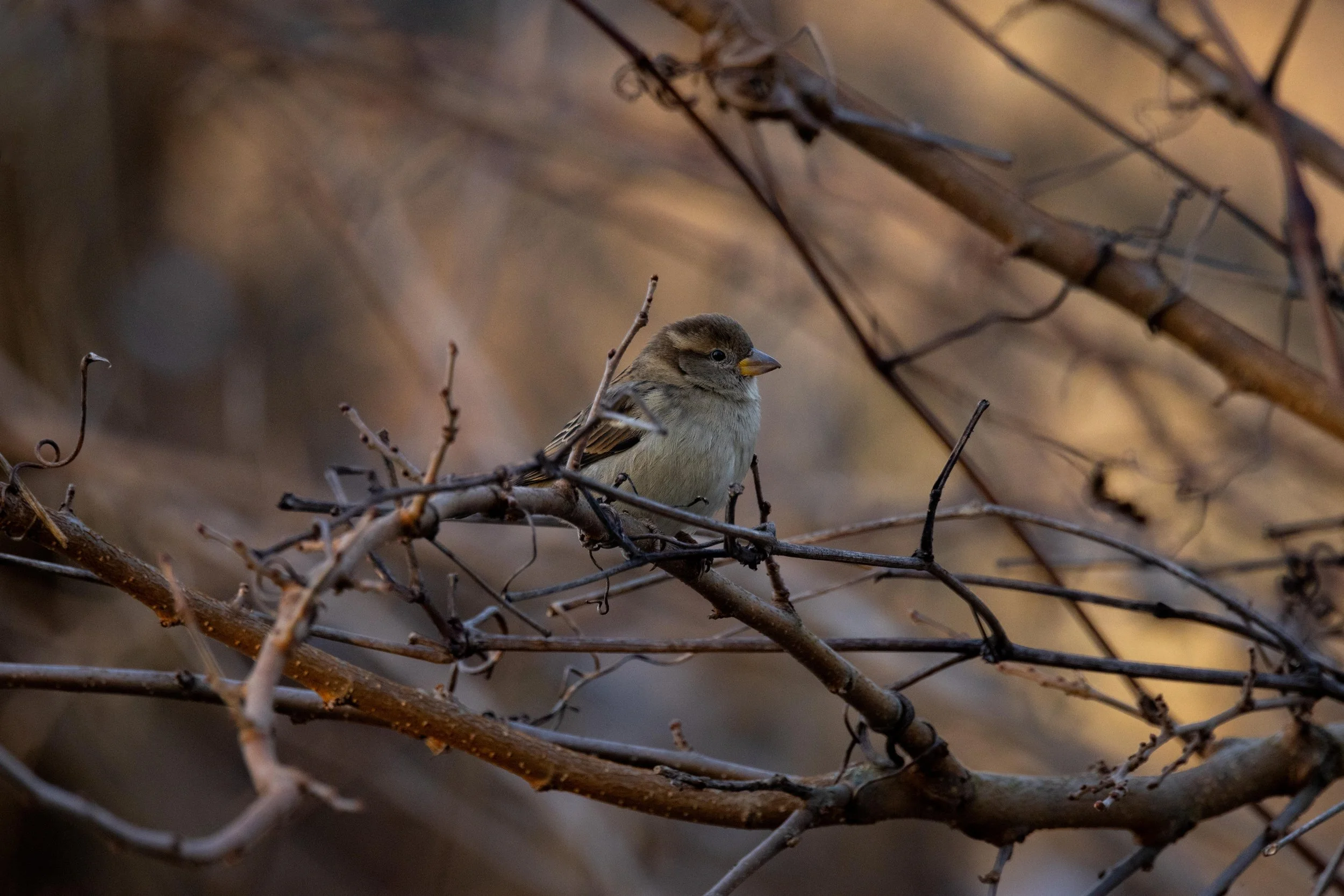 House Sparrow in Branches-1.jpg