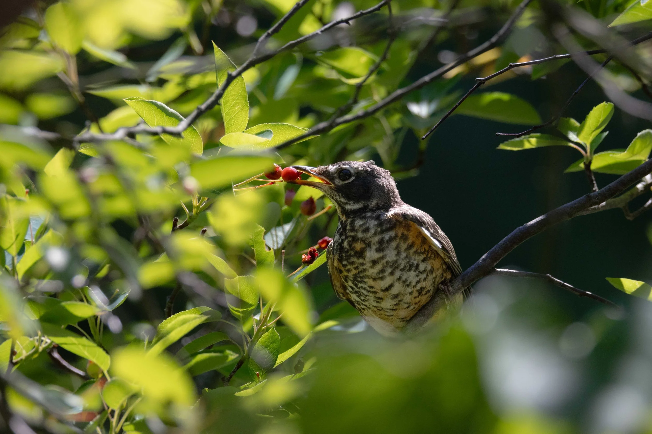 Juvenile Robin with Berries