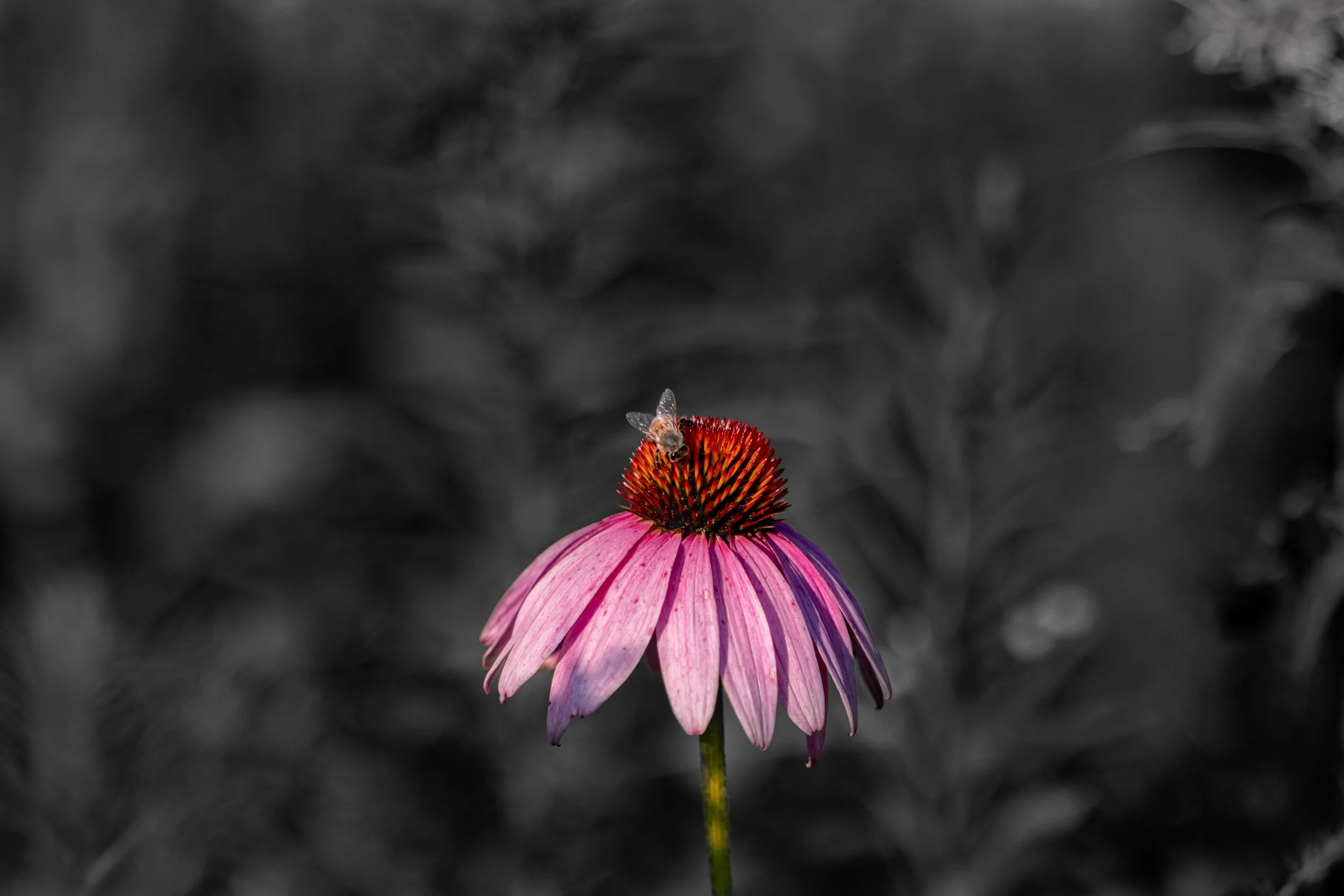 Bee on Coneflower Black and White Background-1.jpg