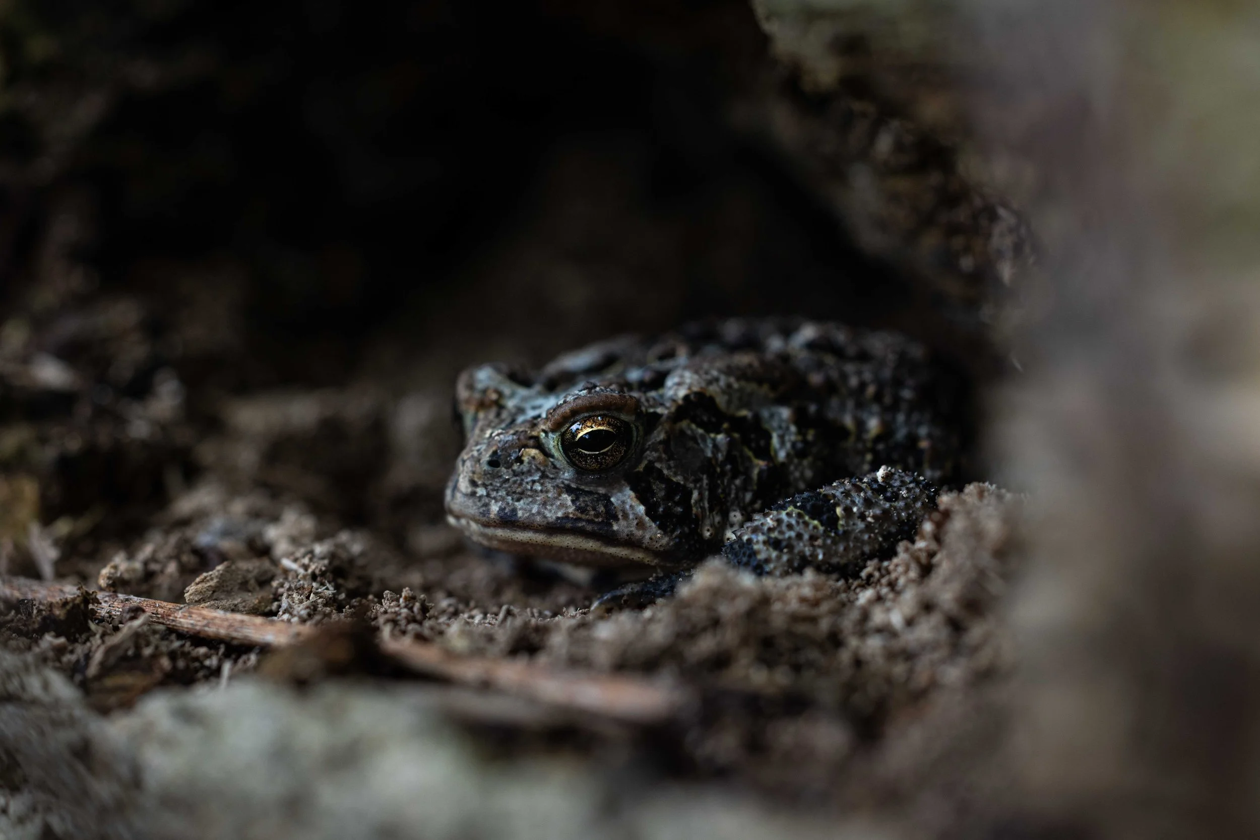 Toad in Log