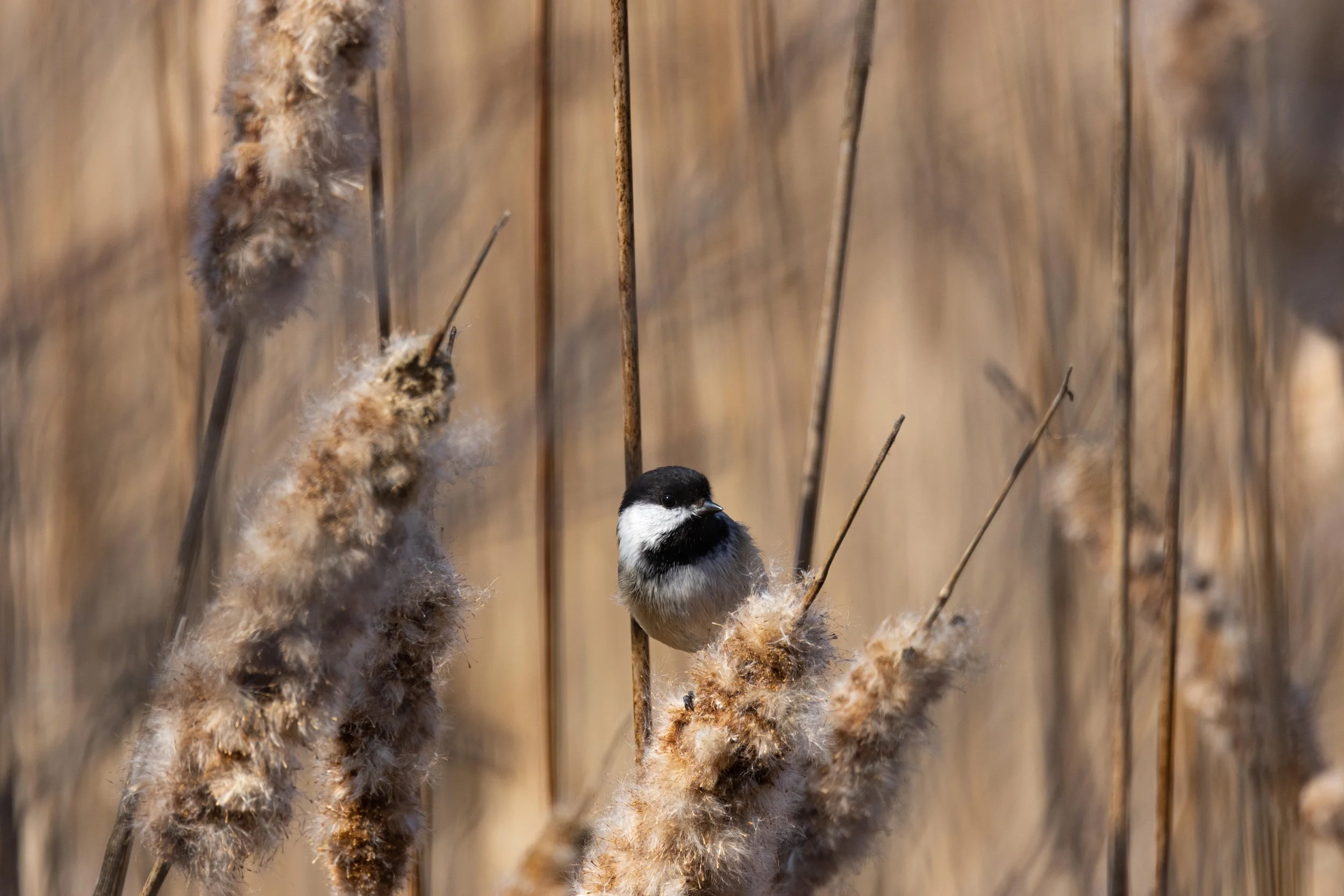Chickadee in Cattails-2.jpg