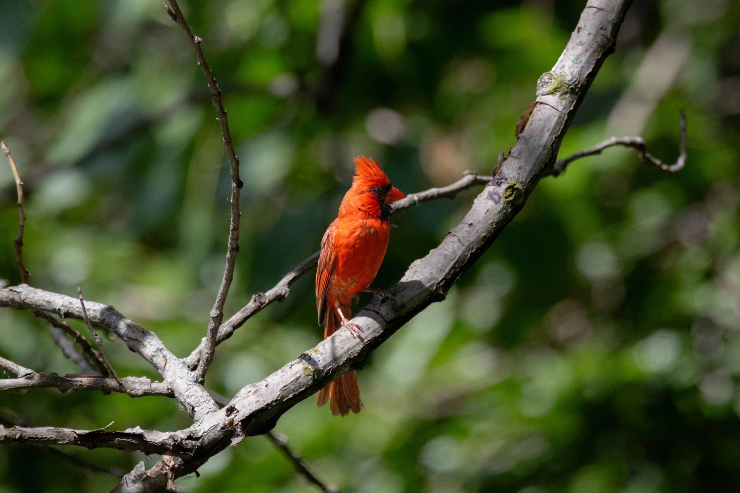 Male Cardinal - Mohawk