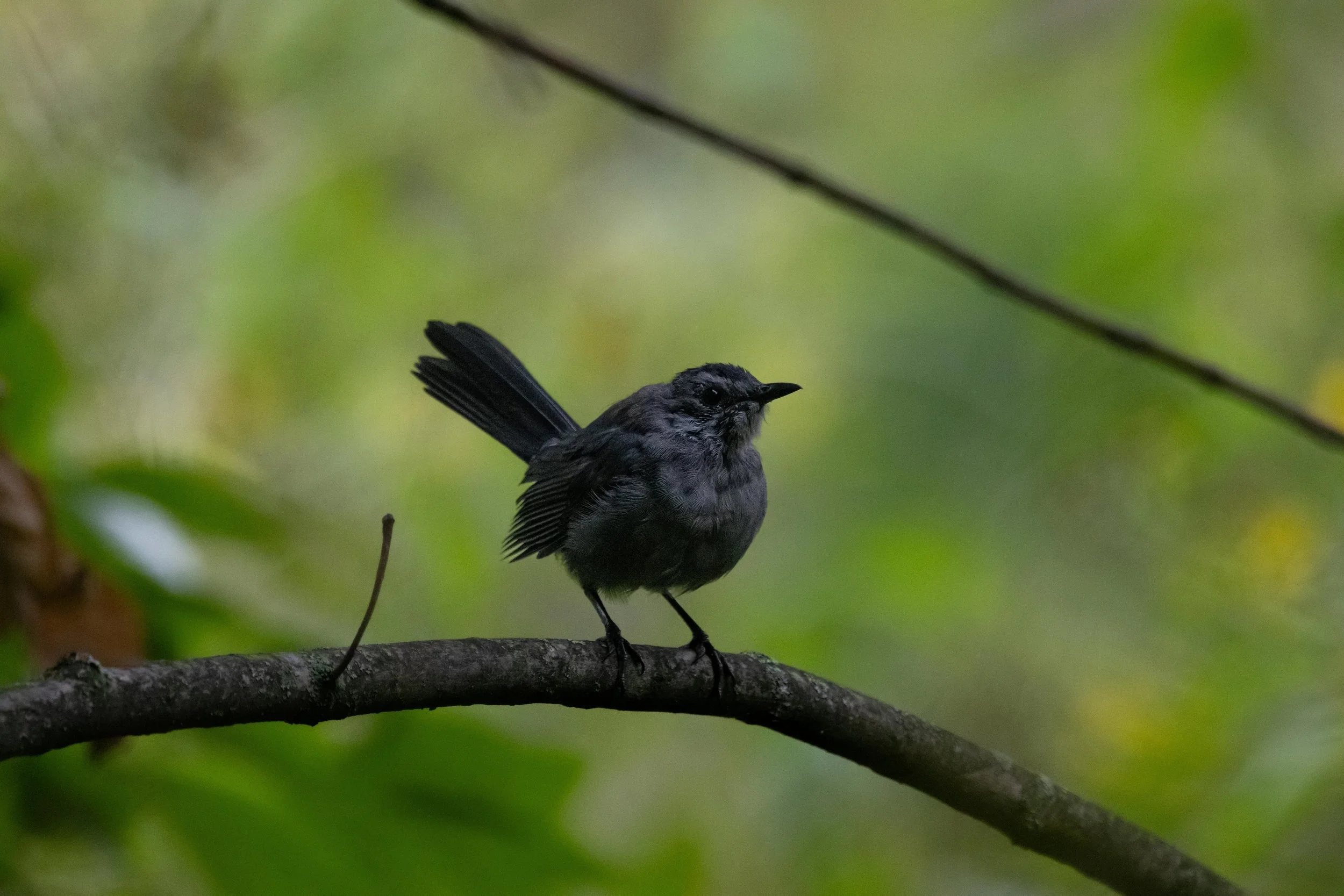 Catbird on Branch-1.jpg
