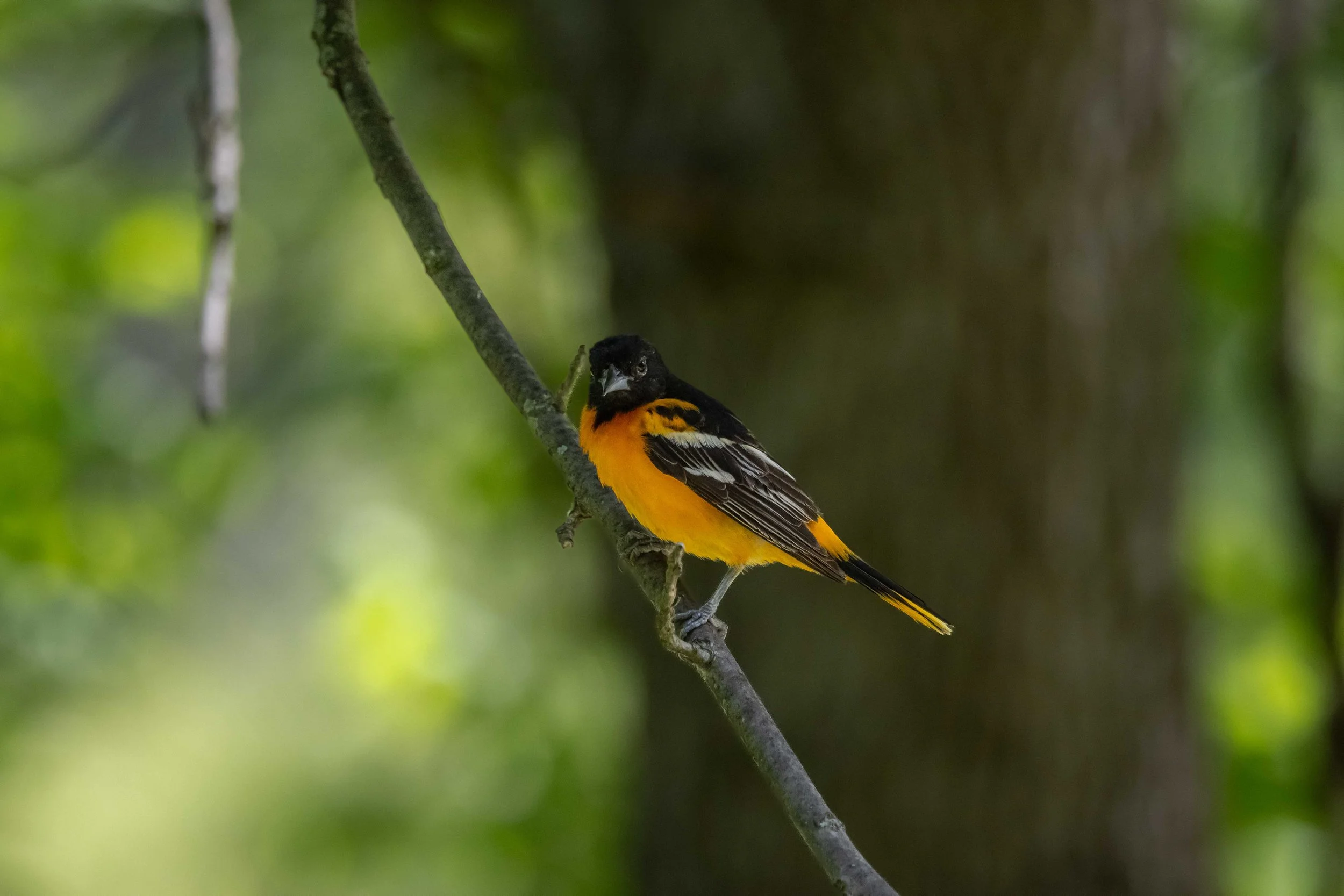 Baltimore Oriole on Branch