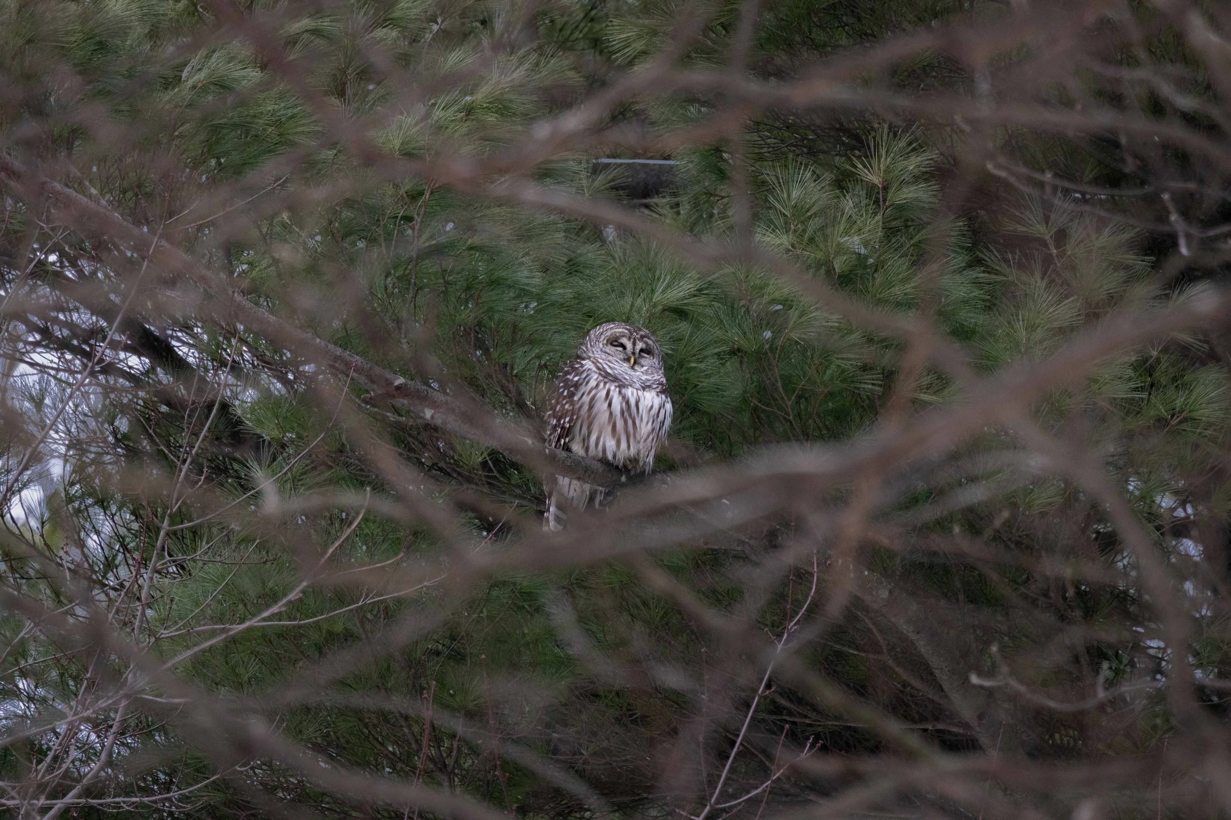 Barred Owl in Pine