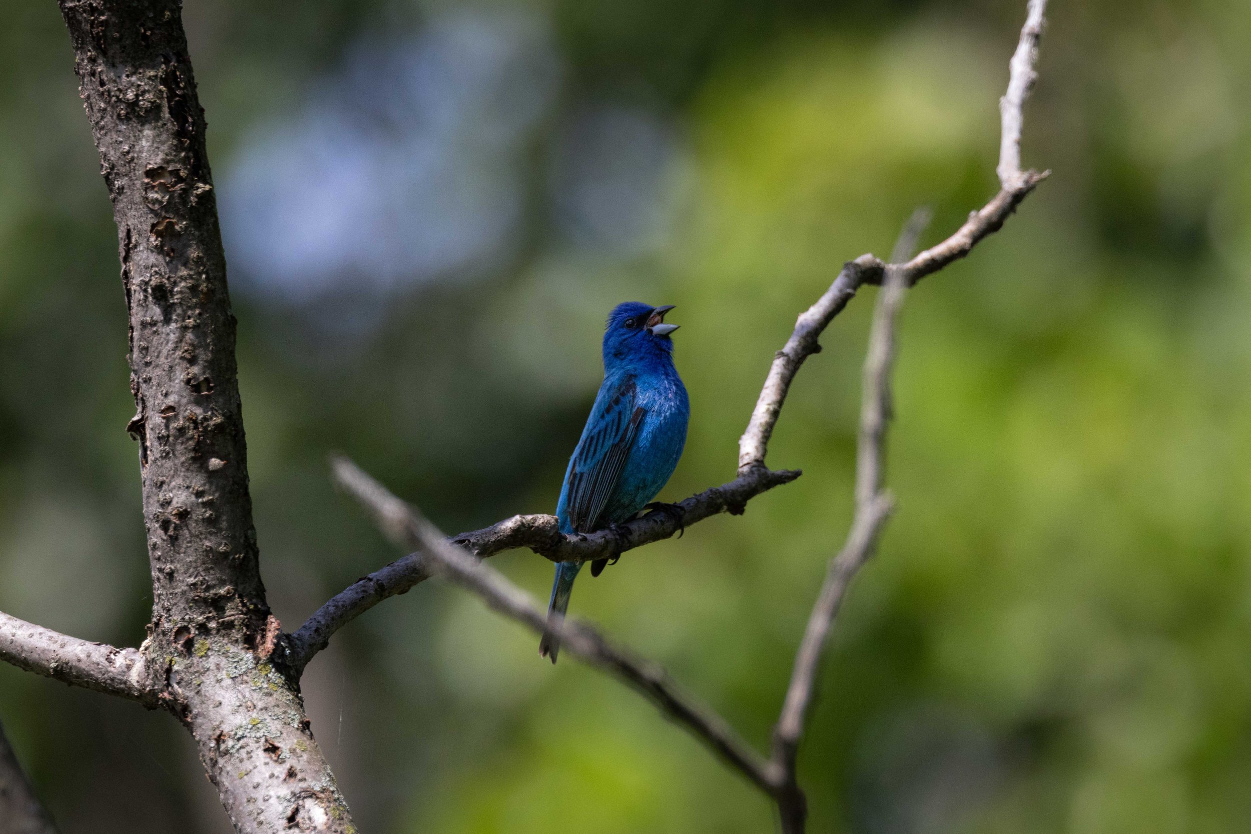 Indigo Bunting on Branch