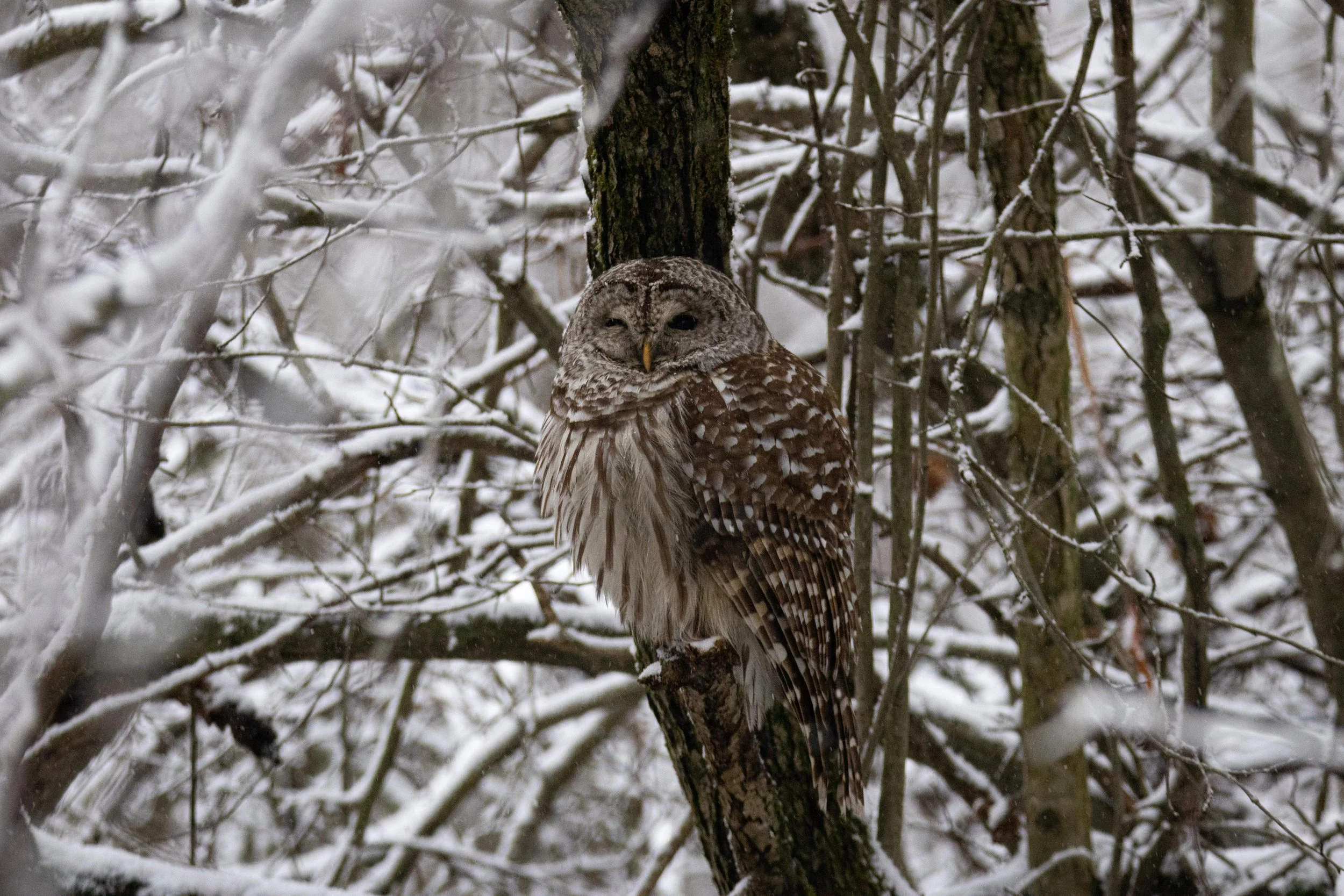 Barred Owl Close Up-1.jpg
