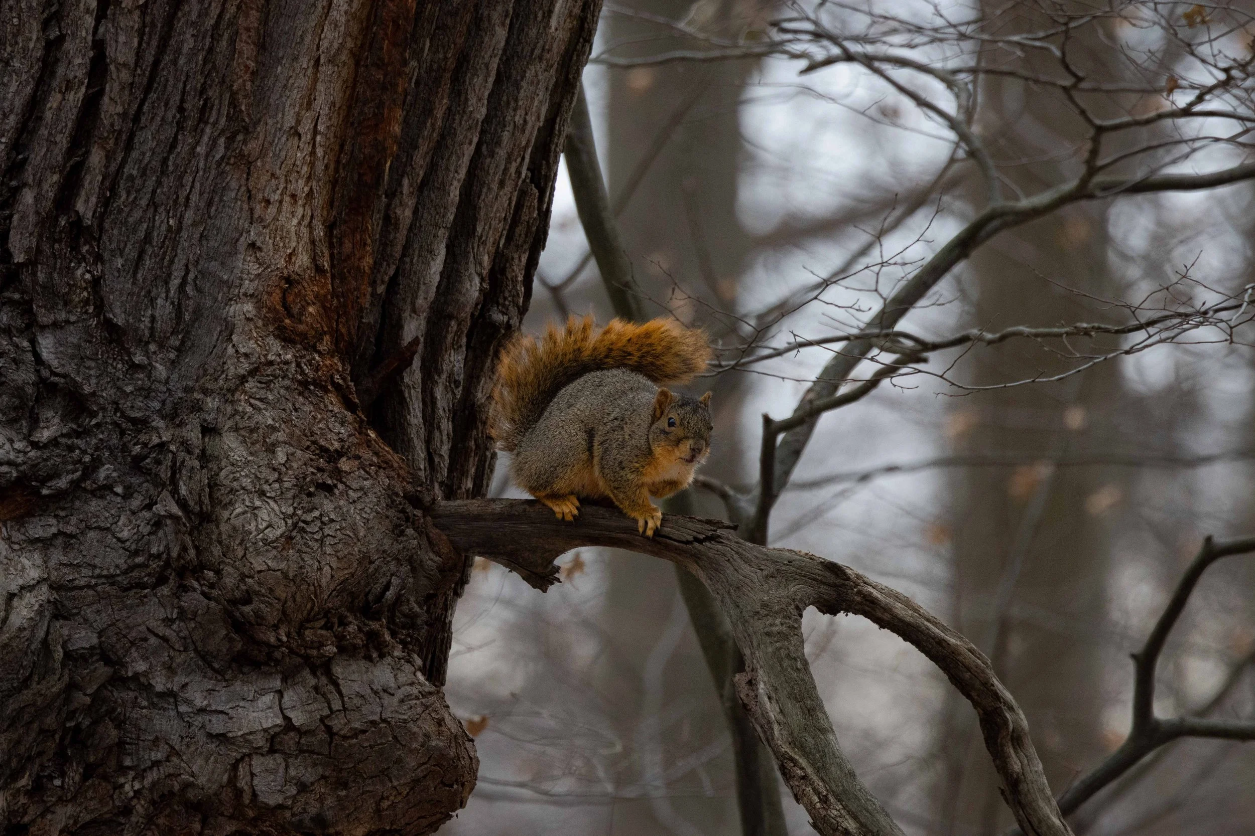 Fox Squirrel on Tree Hero Pose