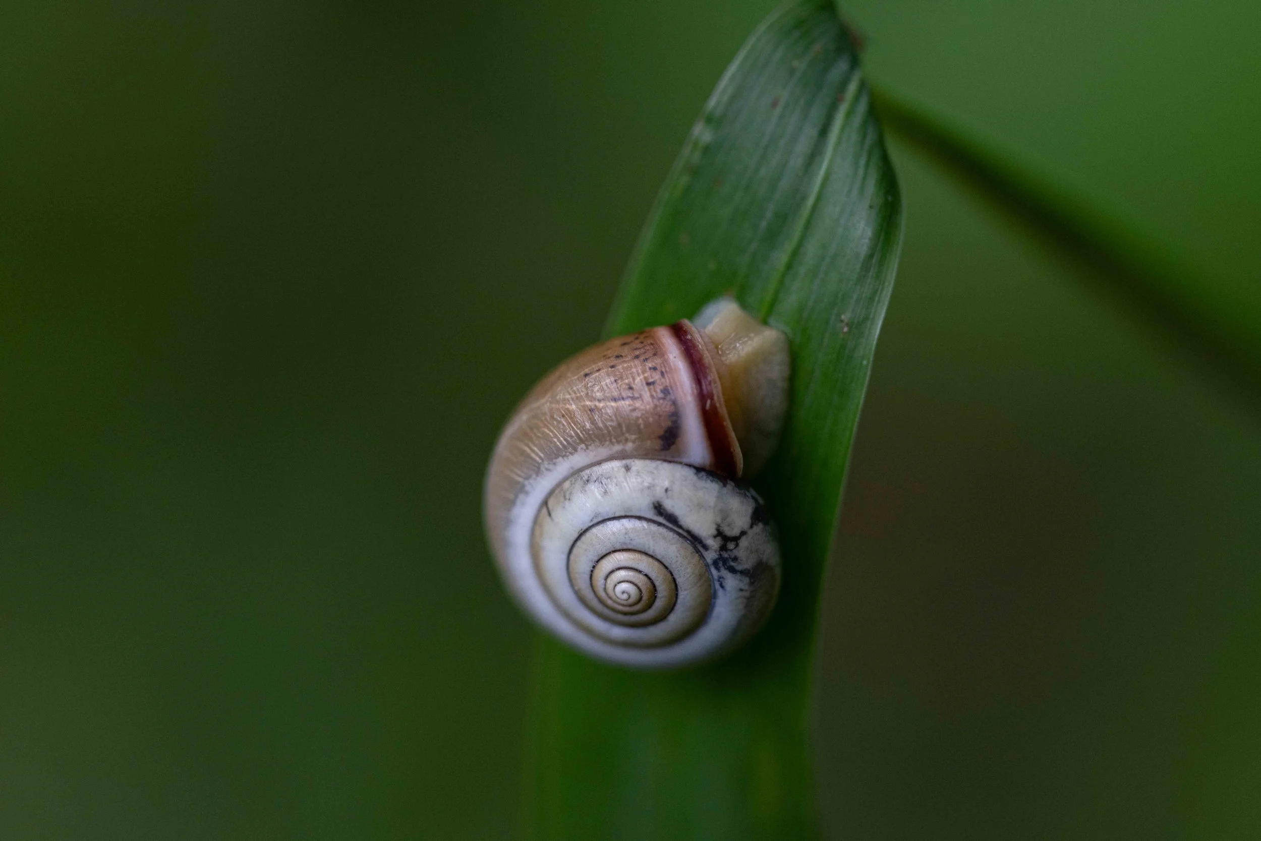 Macro - Snail on Leaf.jpg