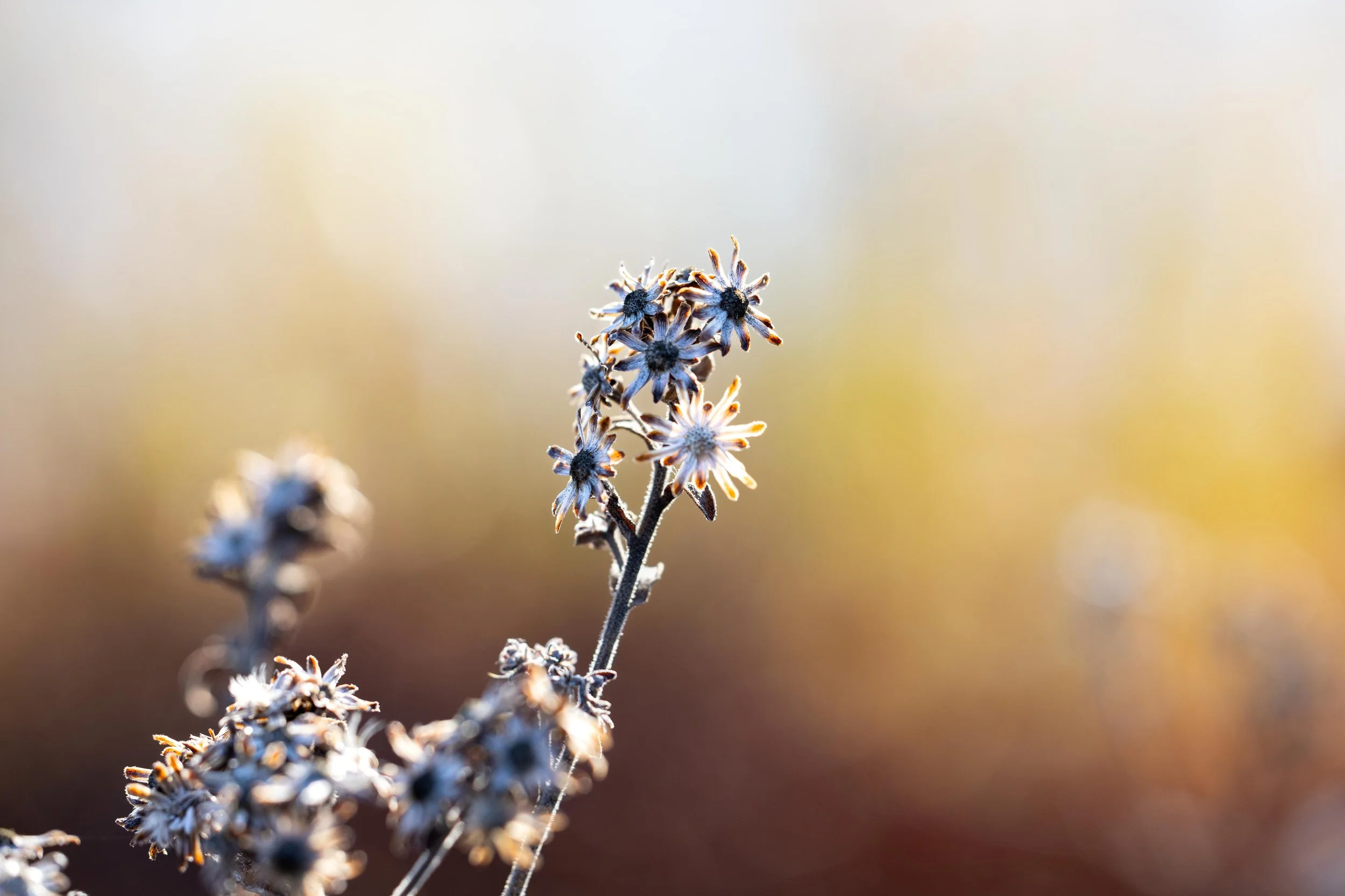Bright Wildflowers-1.jpg