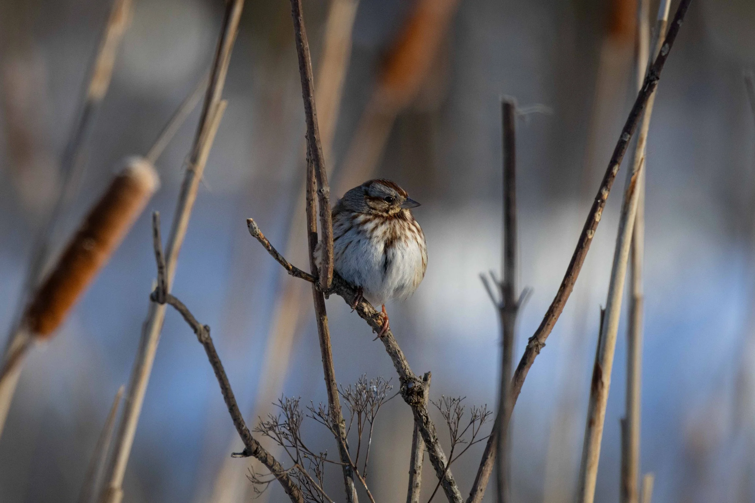 Song Sparrow in Cattails