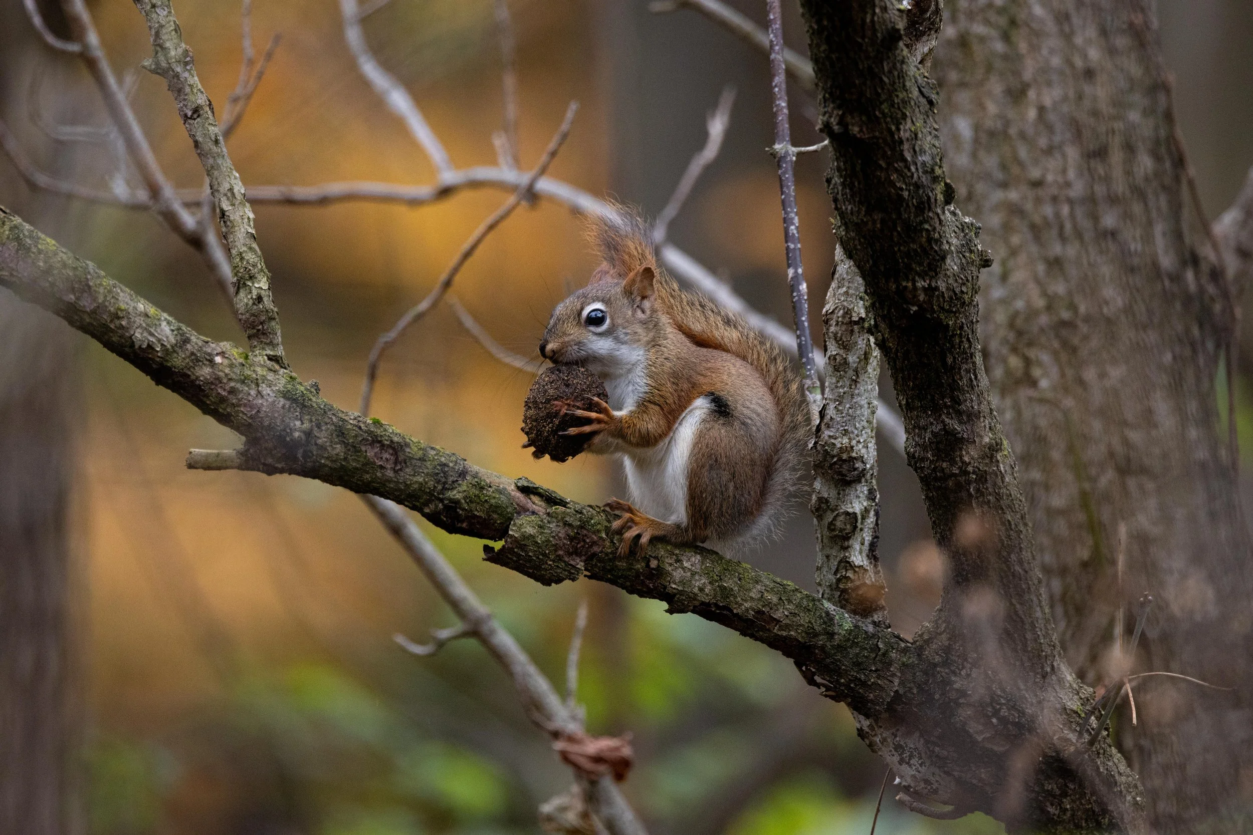 Red Squirrel on Branch with Black Walnut-1.jpg