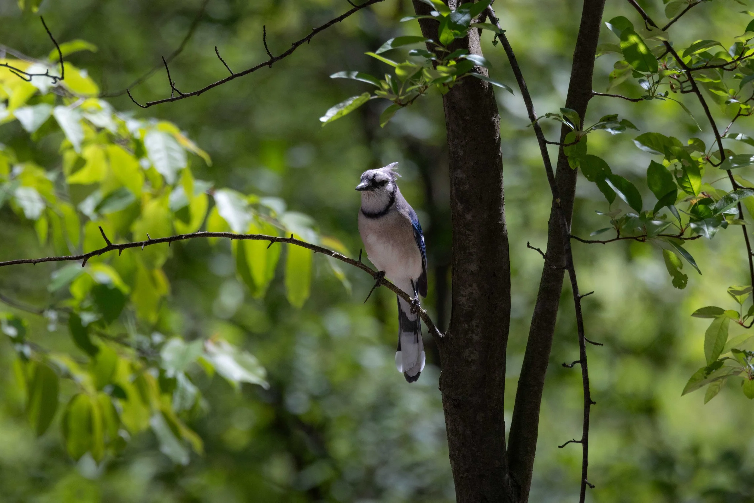 Blue Jay in Tree