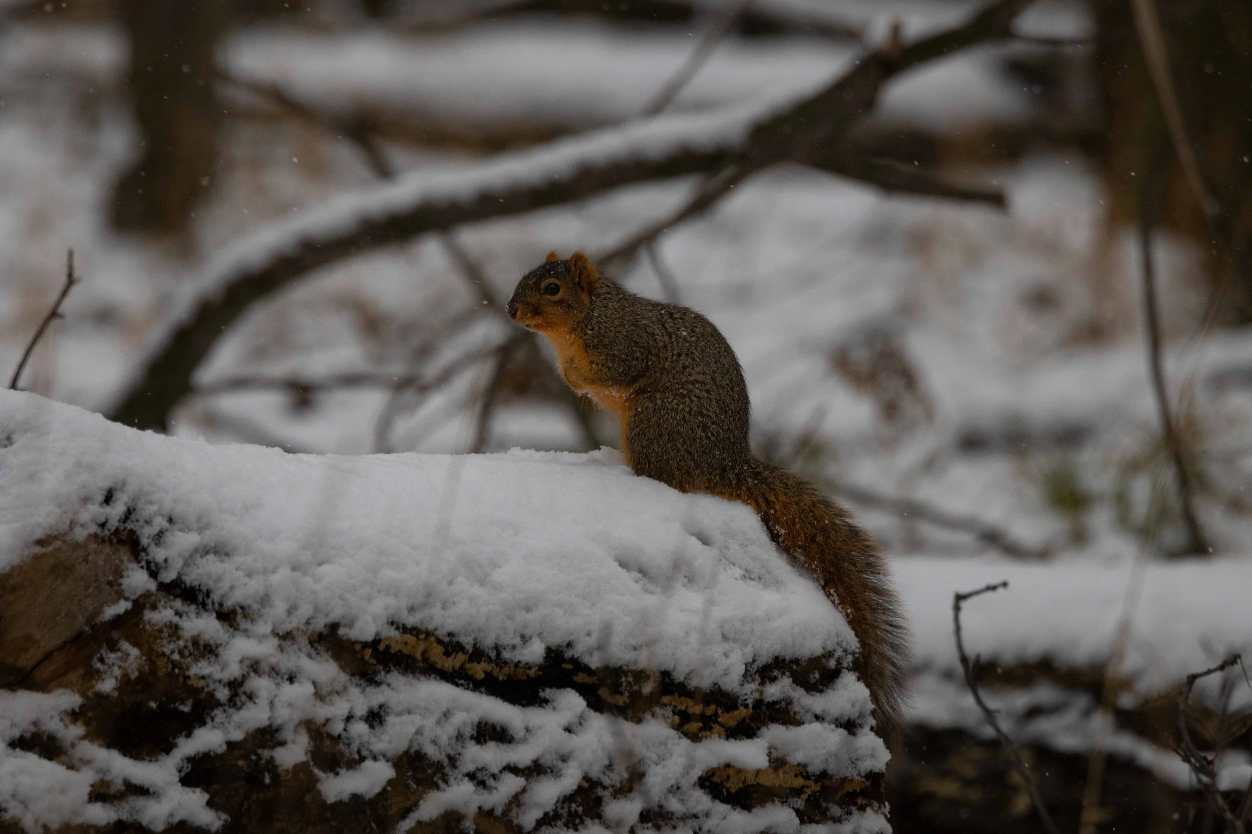 Fox Squirrel on Snowy Log
