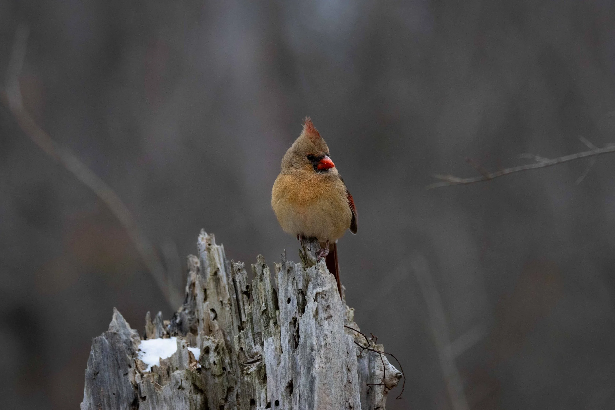 Female Cardinal on Stump Facing Right