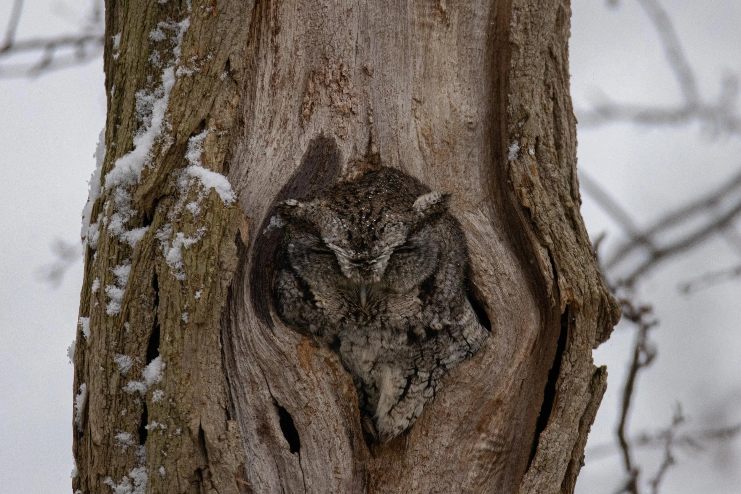 Screech Owl in Tree-1.jpg