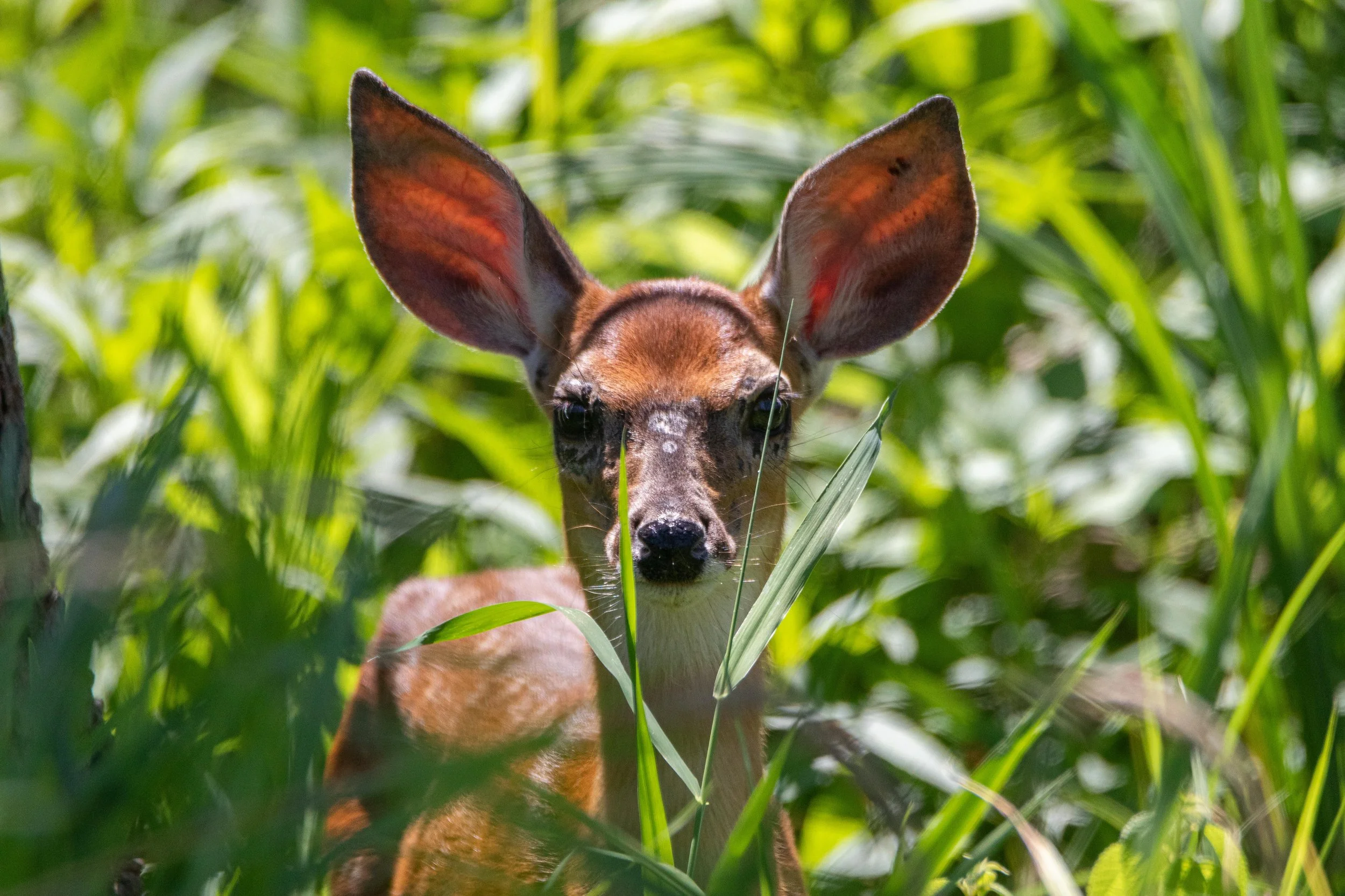 Doe Headshot-1.jpg