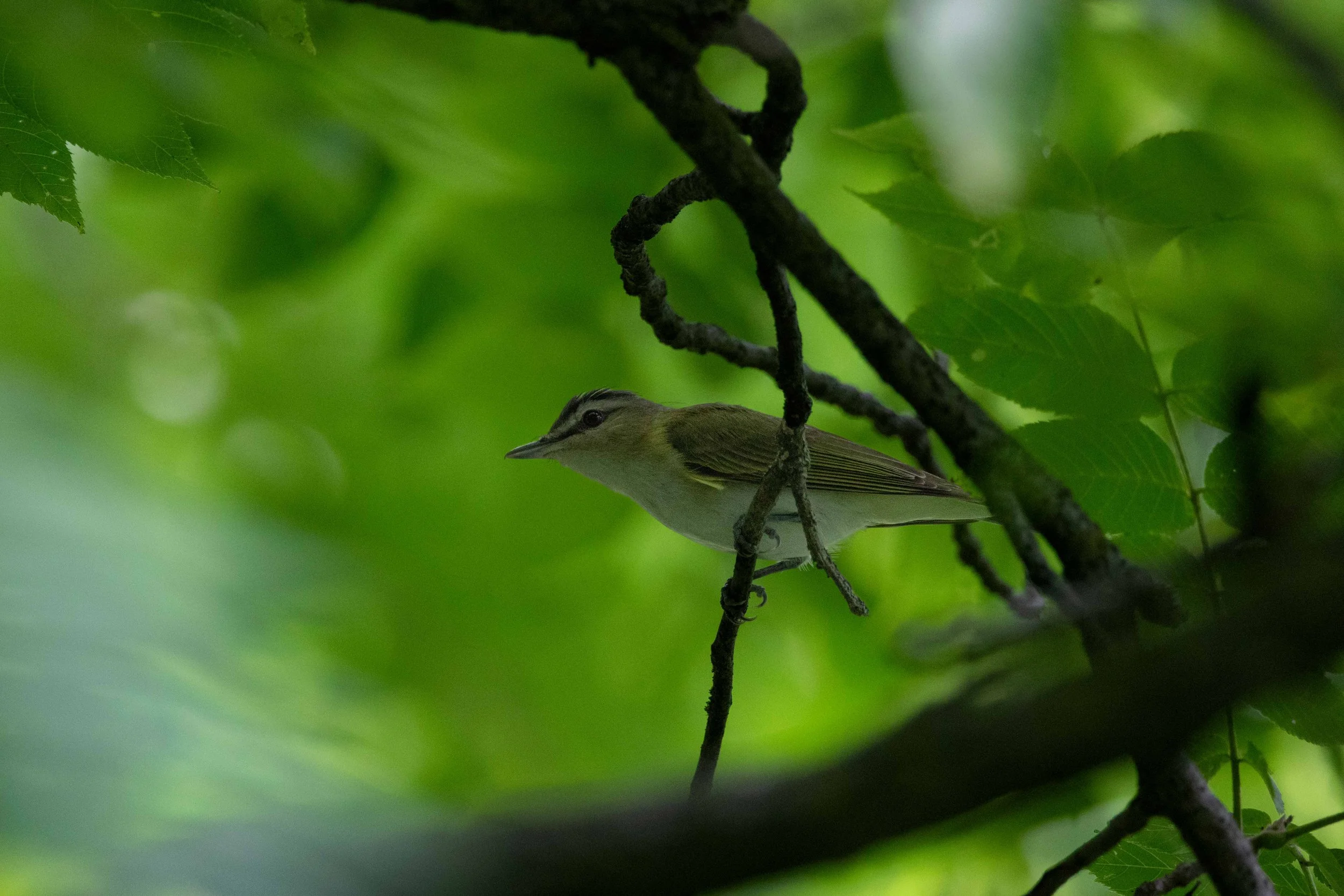 Rocky River Nature Center - Red Eyed Vireo on Branch-1.jpg