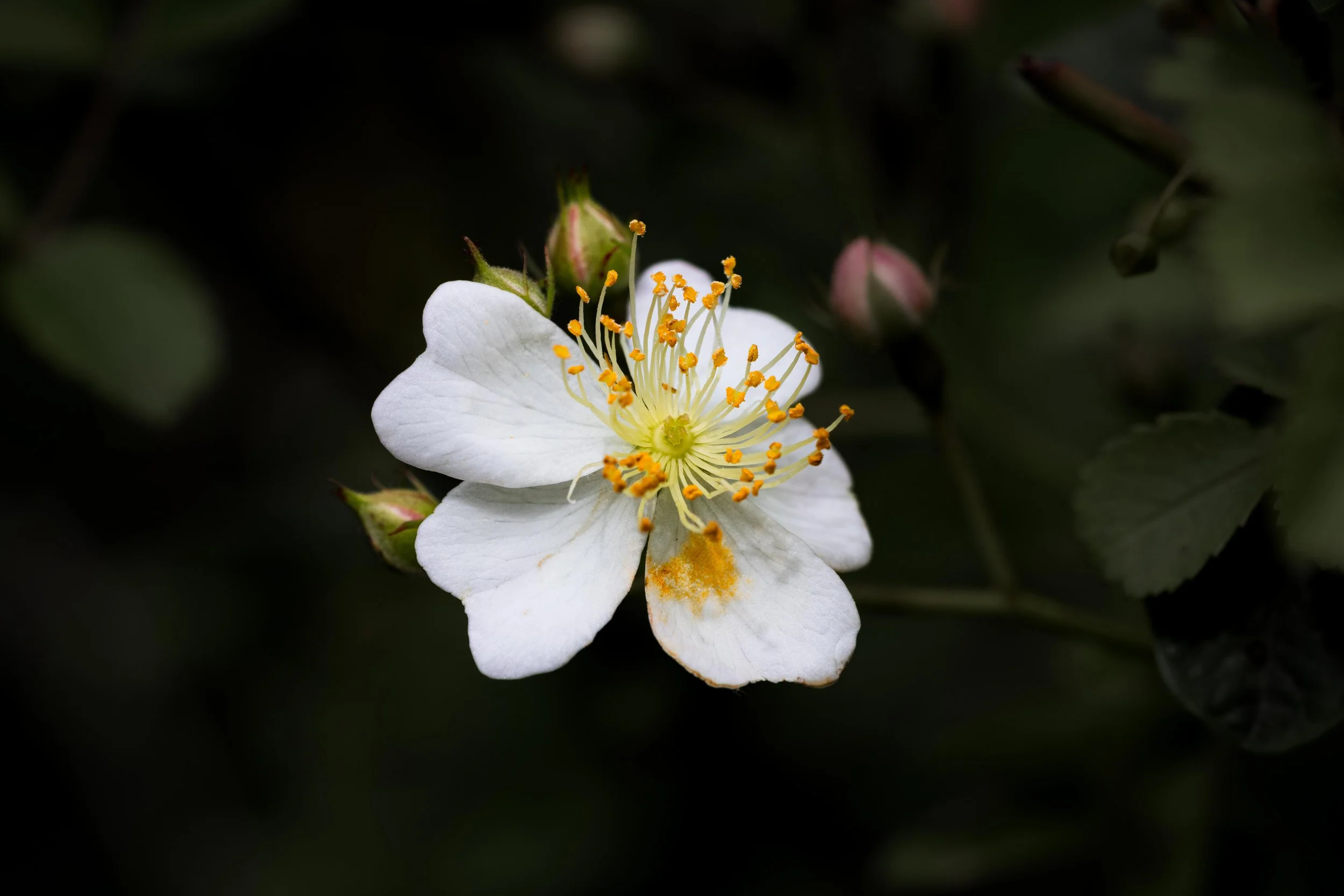 Multiflora Rose