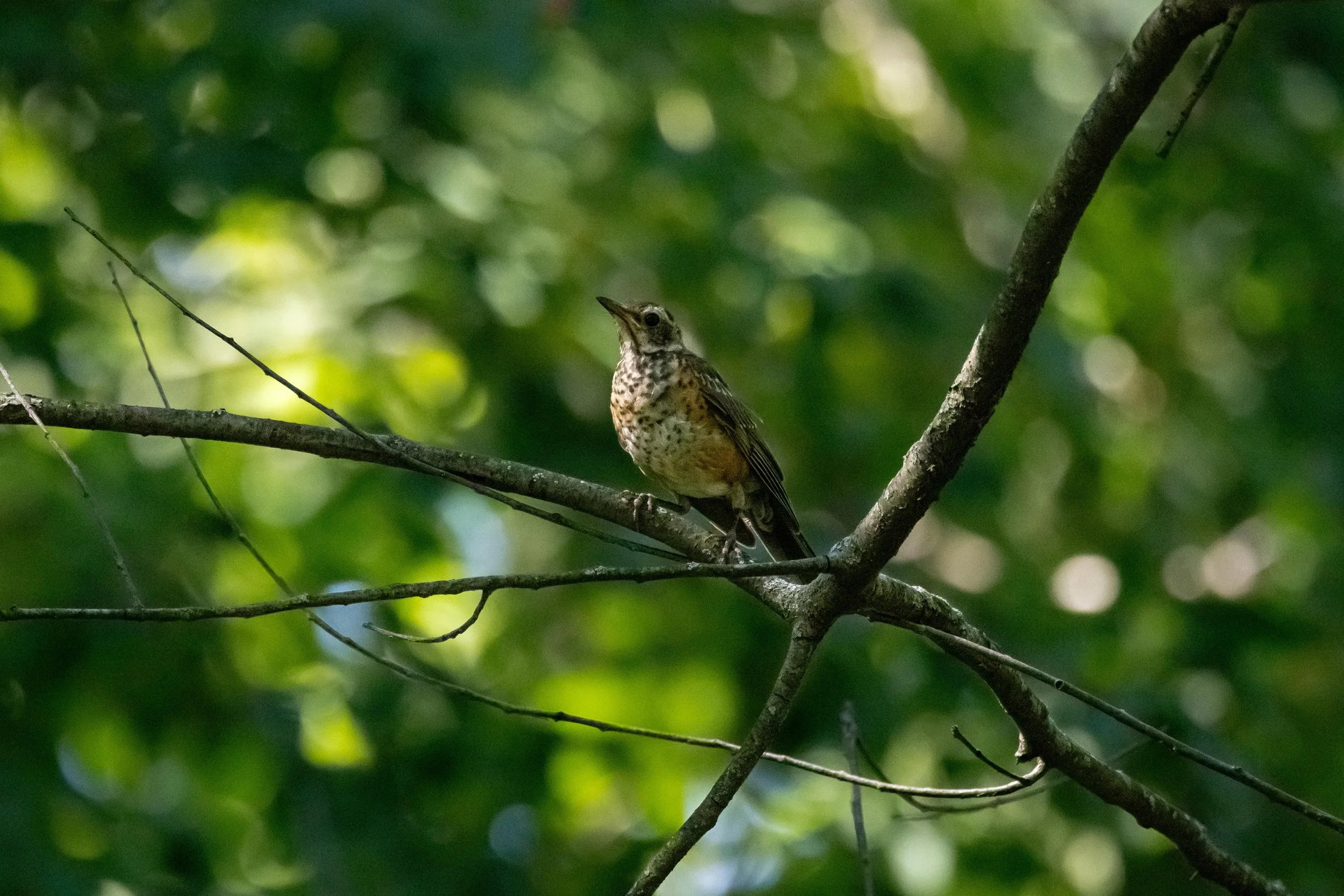 Juvenile Robin on Branch-1.jpg