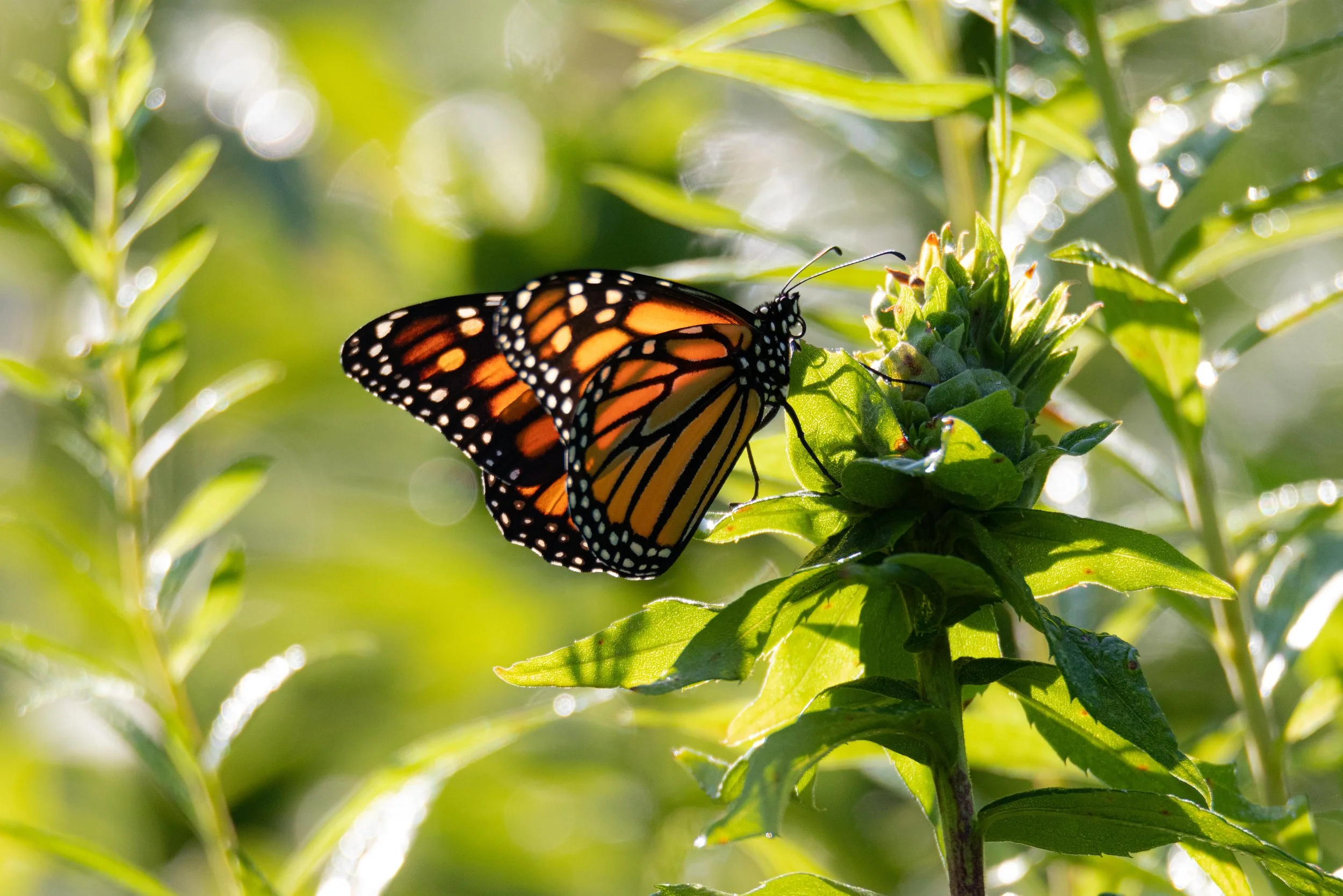 Monarch Butterfly on Plant-1.jpg